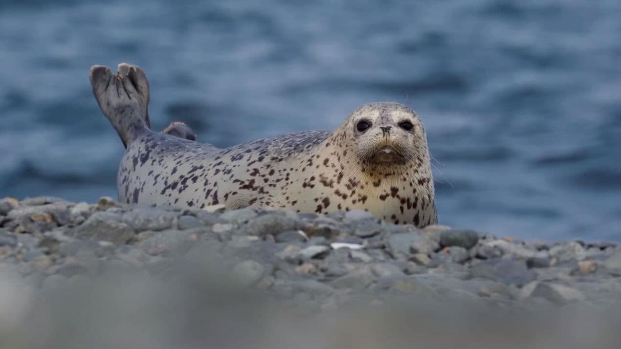 Дальневосточные нерпы могут различать человеческие голоса, рассказал ученый