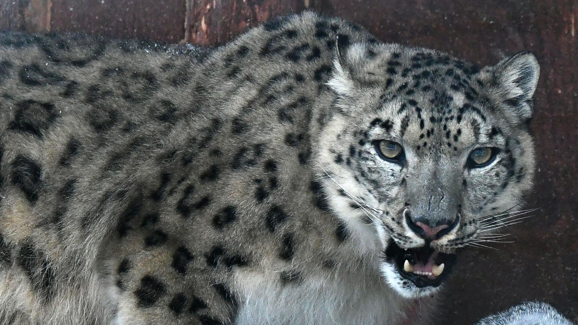 В Минприроды напомнили о запрете добычи животных из Красной книги