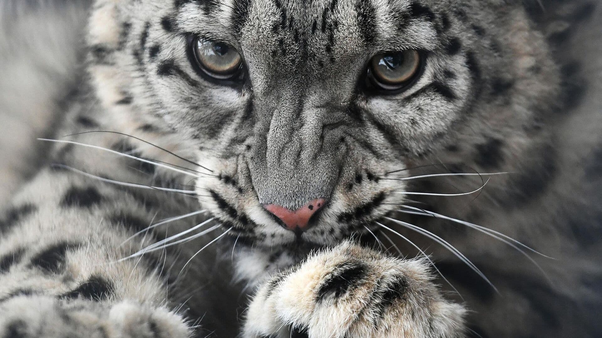 Минприроды рассказало о роли ученых в выдаче разрешений на добычу животных