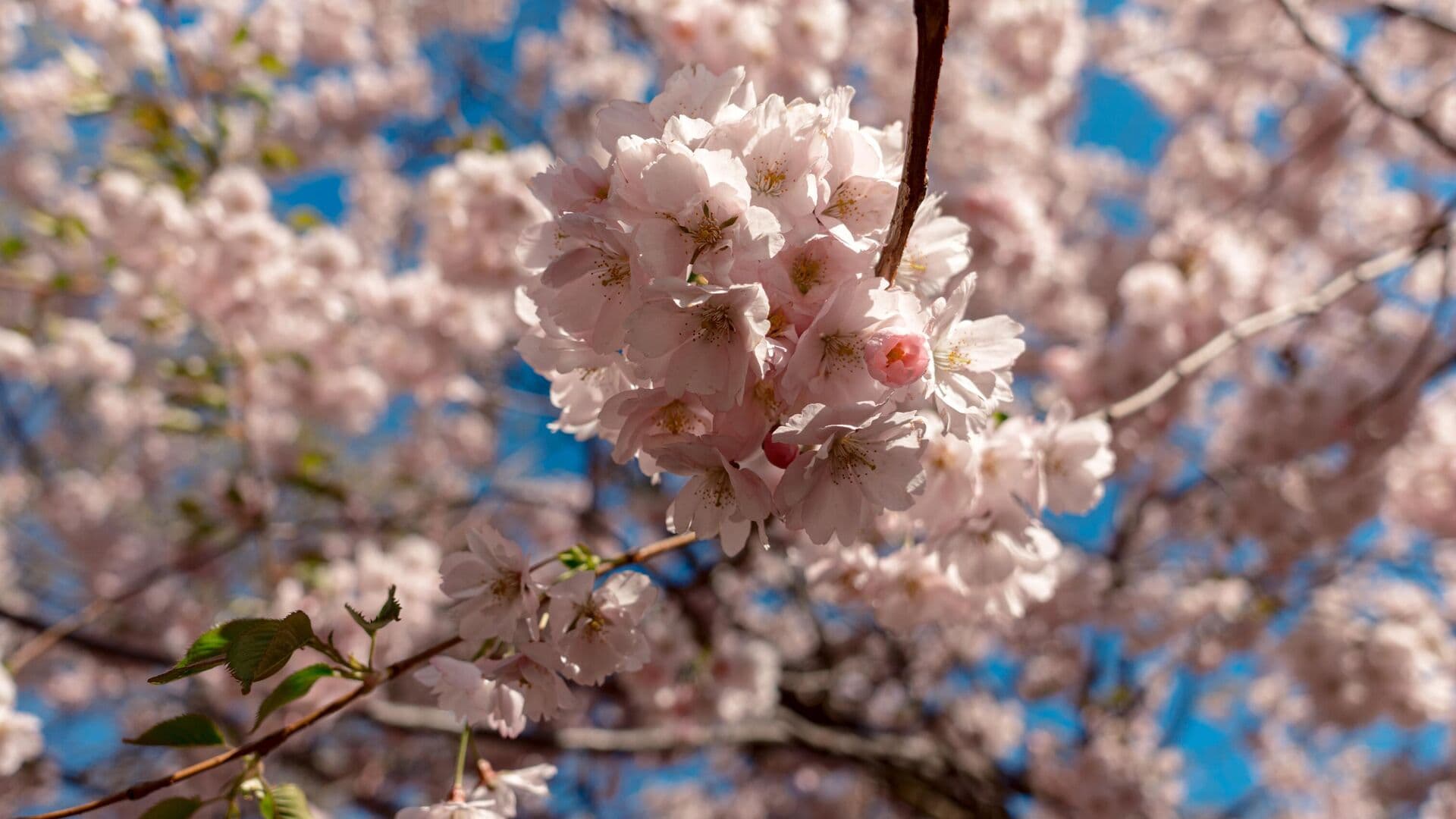 Биолог рассказал об угрозе исчезновения сакуры в Японии