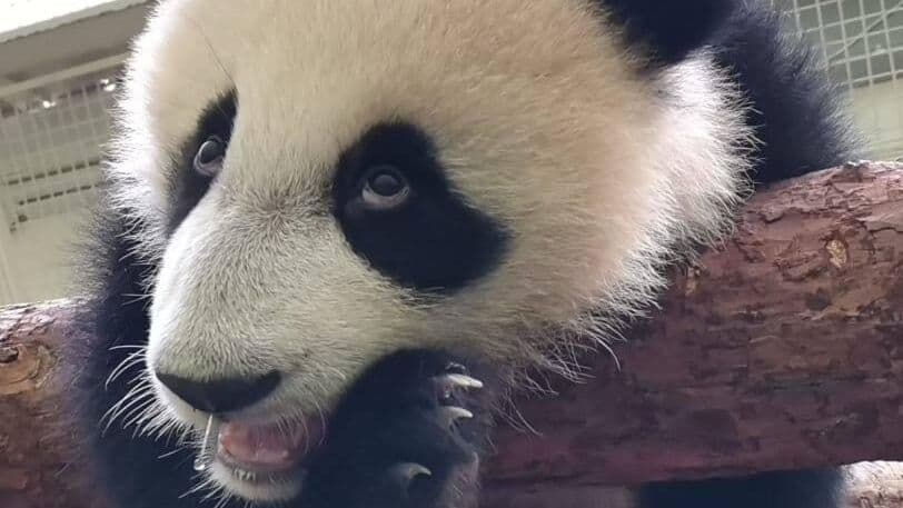 В Московском зоопарке рассказали, сколько весит панда Катюша