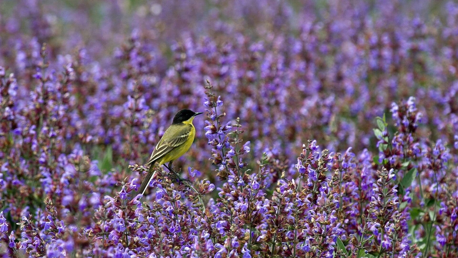 Юрист предупредил о тюремном сроке за выращивание шалфея