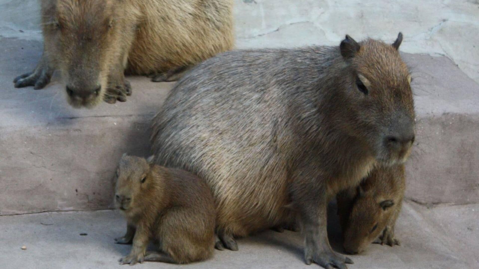 В российских зоопарках оценили потребность в капибарах