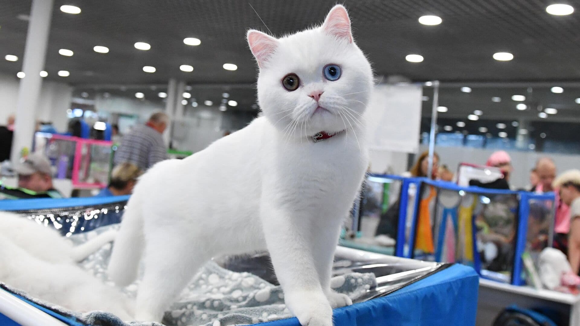 Куклачев объяснил, зачем одинокие женщины заводят кошек