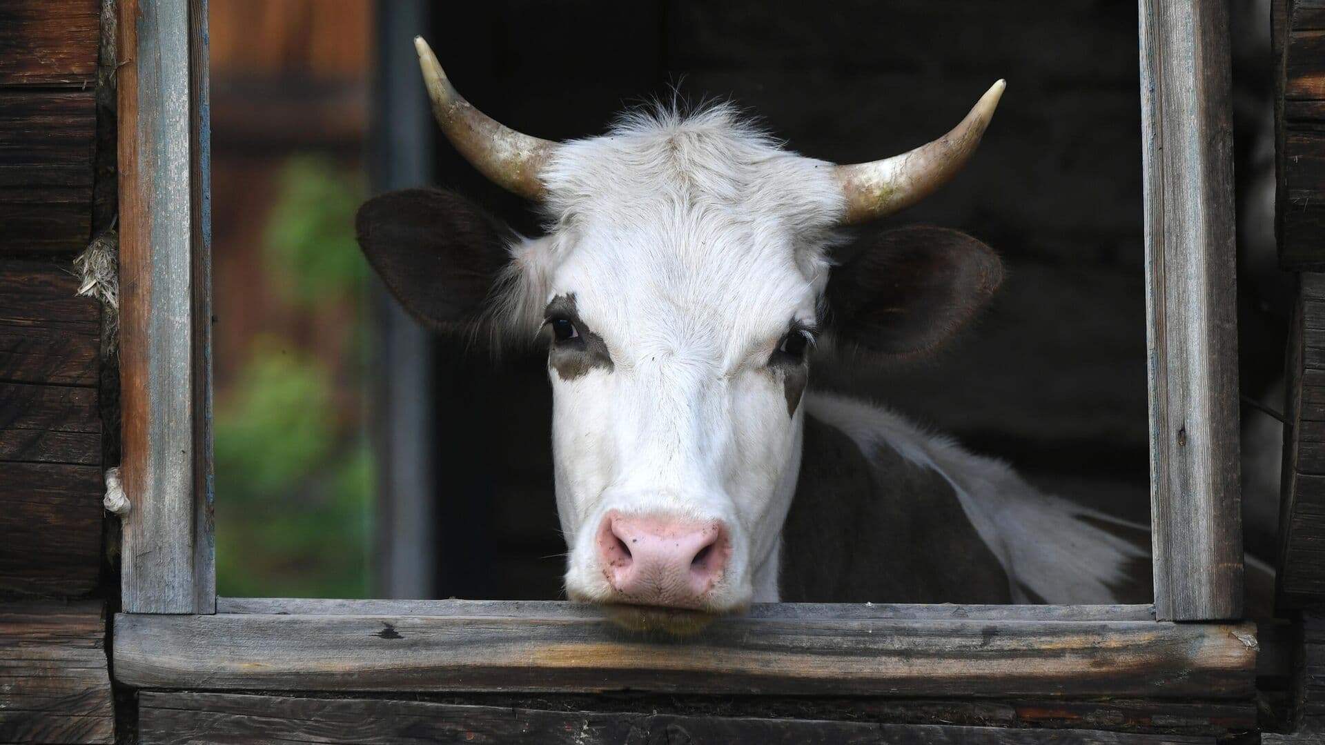 В Нижегородской области 35 коров погибли при пожаре