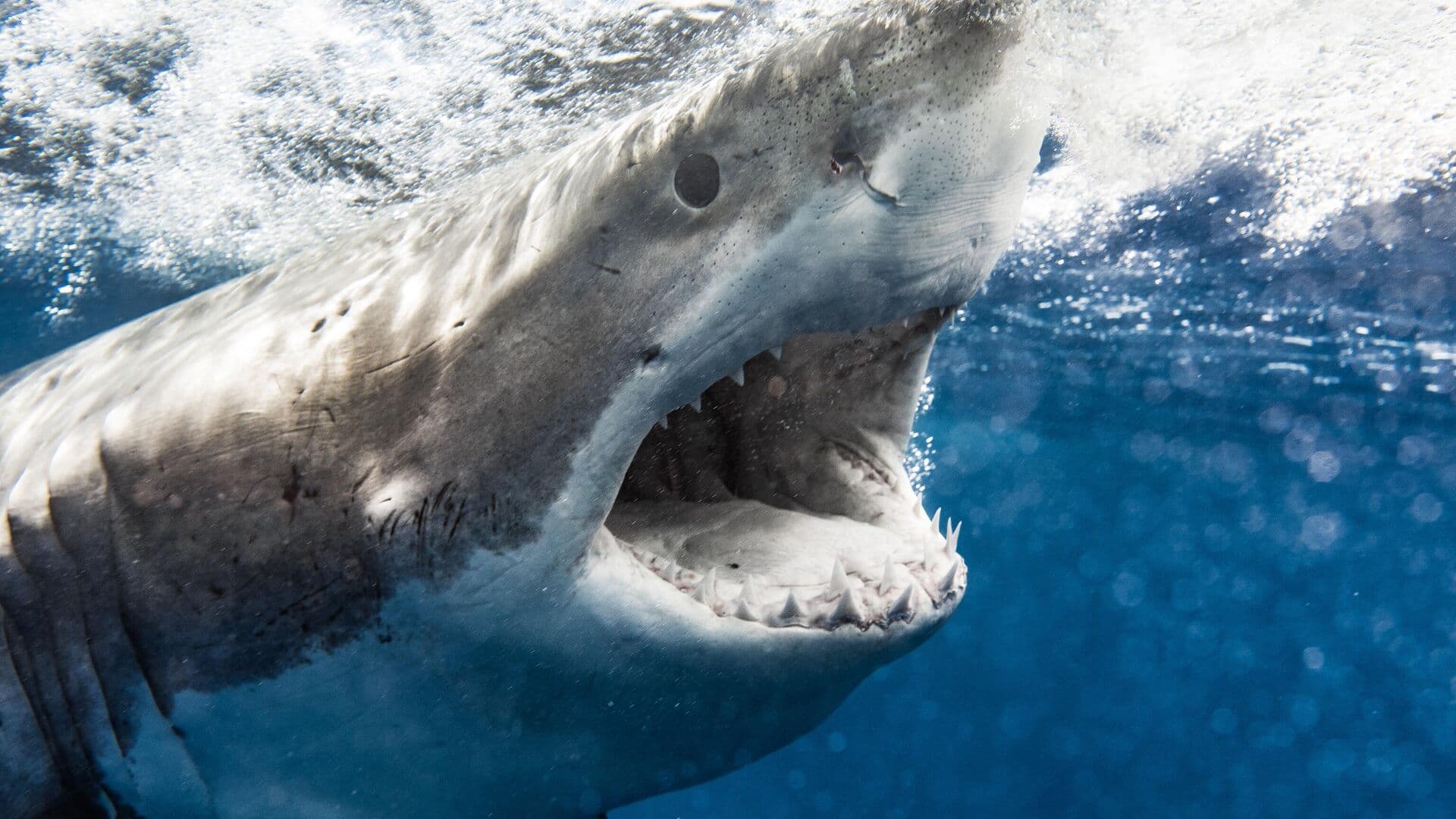 Биолог рассказала, как световой шум городов влияет на акул