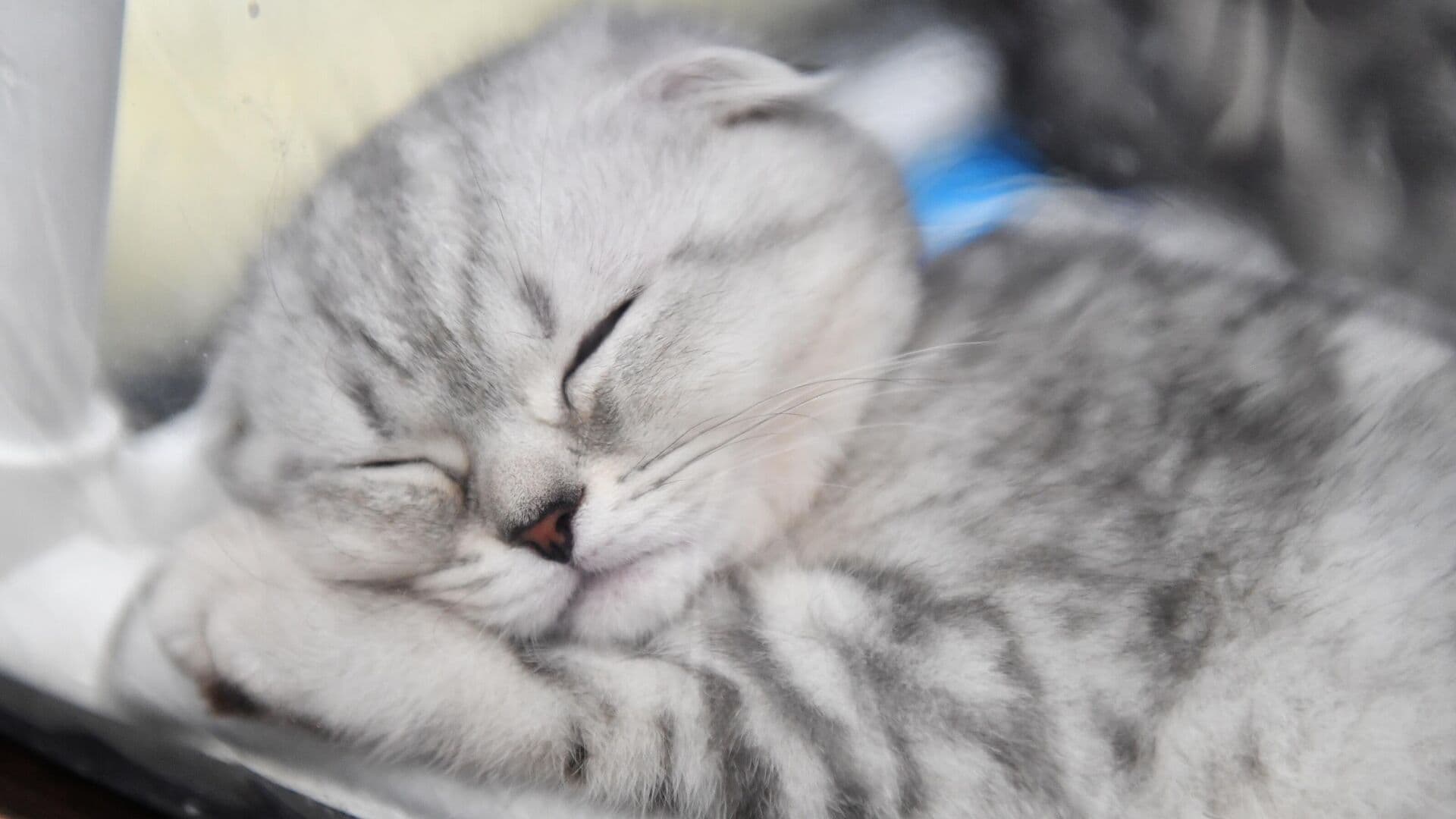 Ветеринар рассказала, как подобрать рацион котятам