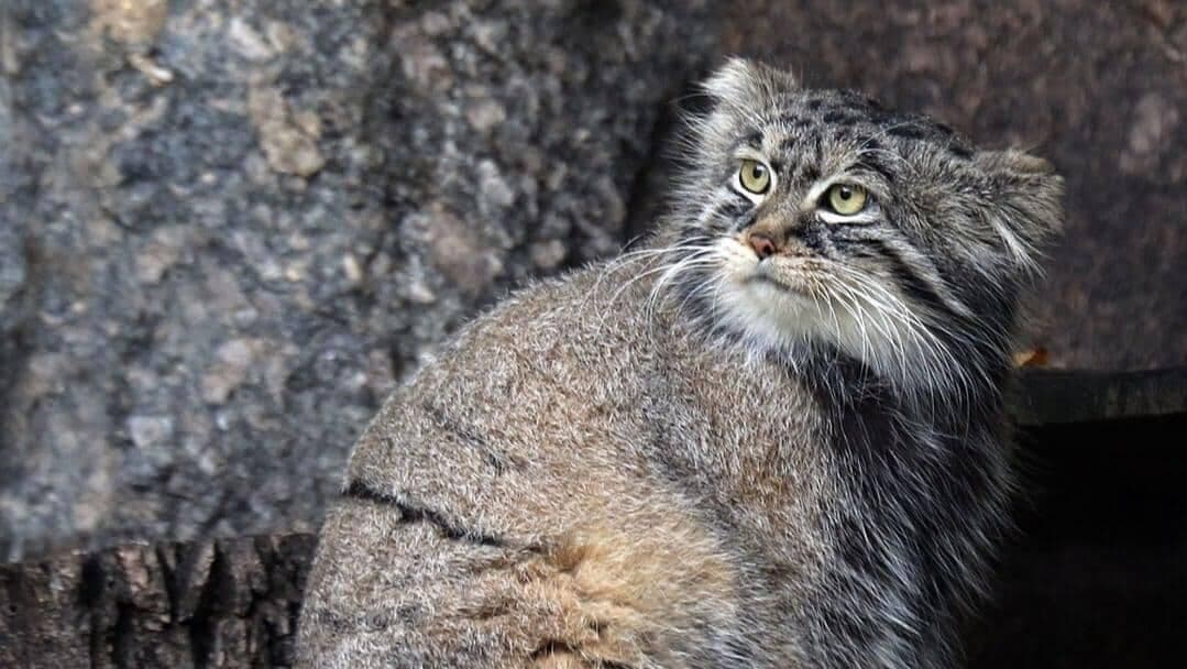Польский зоопарк не предоставит невесту манулу Тимофею