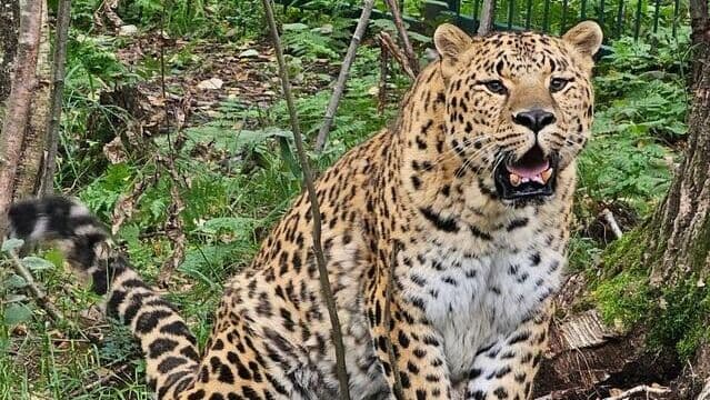 Эксперт рассказал, можно ли восстановить популяцию леопарда в России