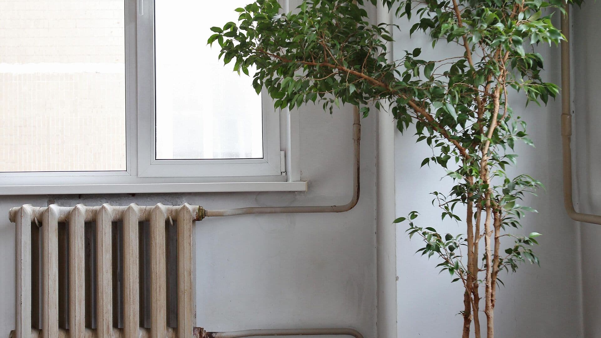 Биолог рассказала, как определить, чем болеет растение