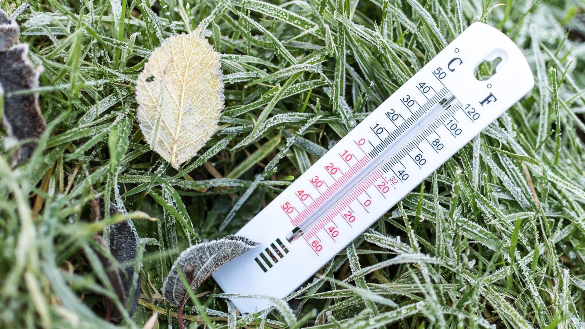 Синоптик предупредил о заморозках в Центральной России на следующей неделе
