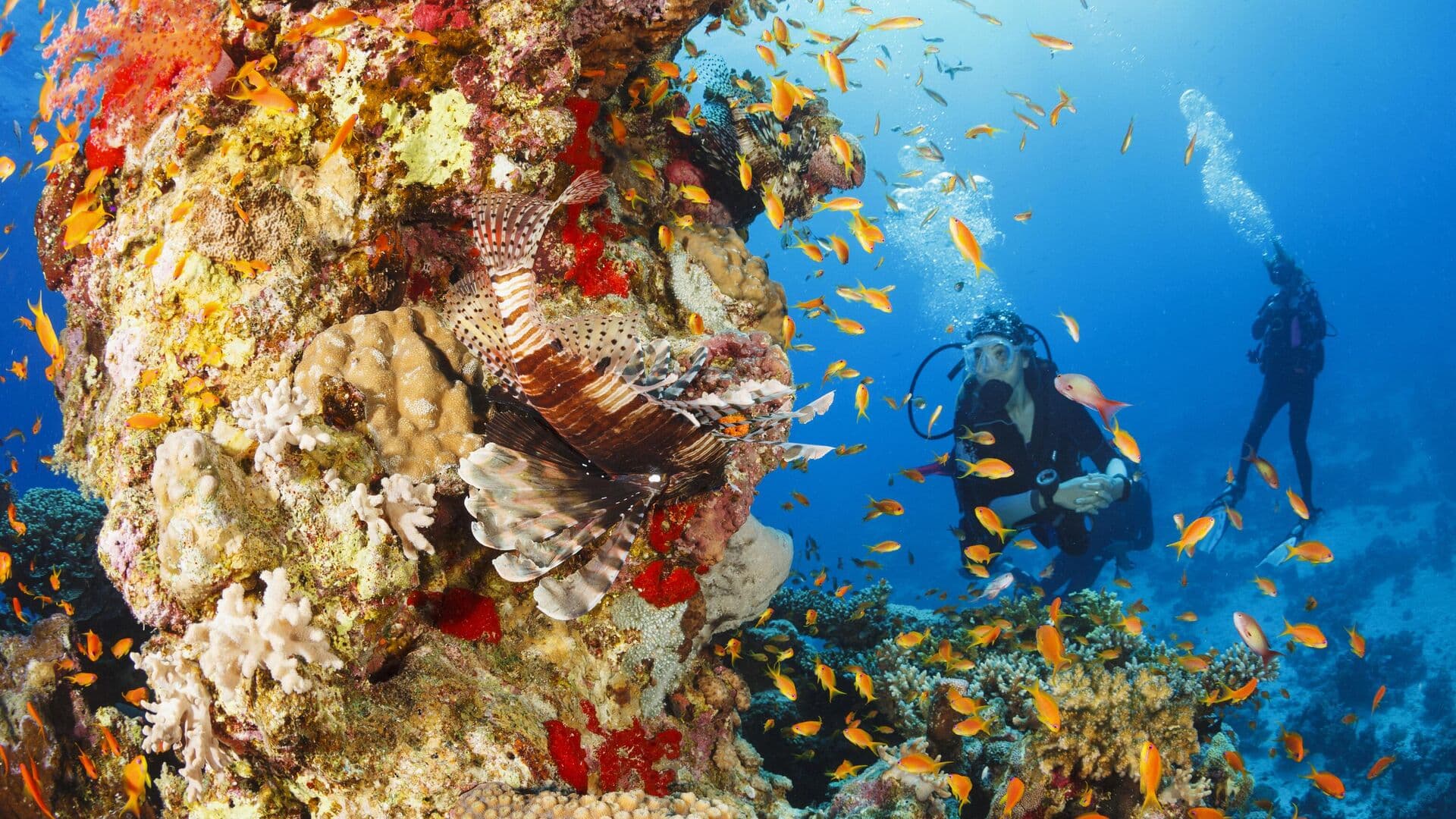 Ученые сняли на видео редкую медузу у берегов Аргентины