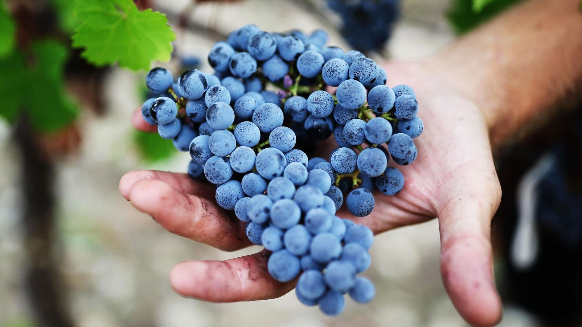 Владелец "Абрау-Дюрсо" рассказал о международных партнерствах компании