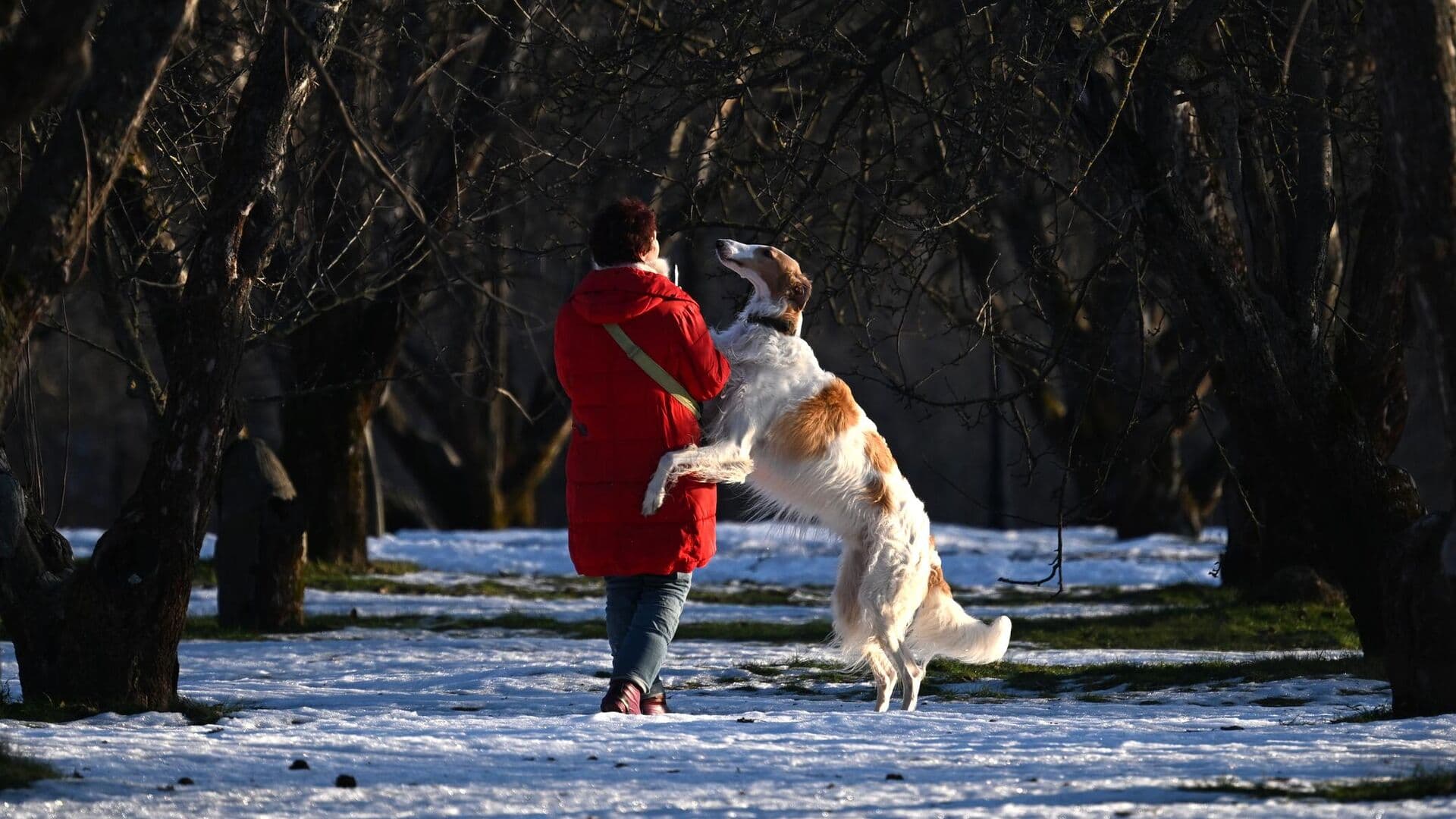 Стало известно, сколько собаководы тратят в месяц на своих питомцев