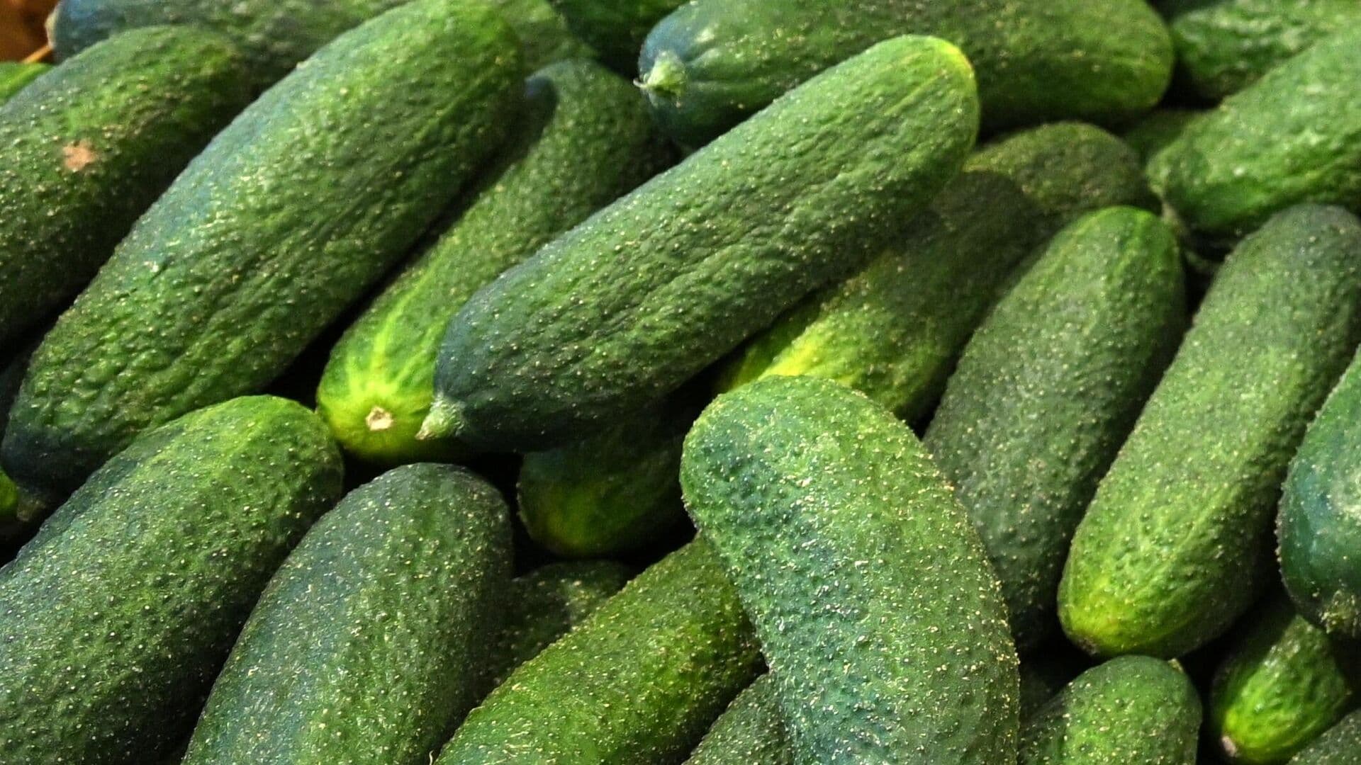 Россия стала девятой в мире по доступности огурцов среди крупных экономик