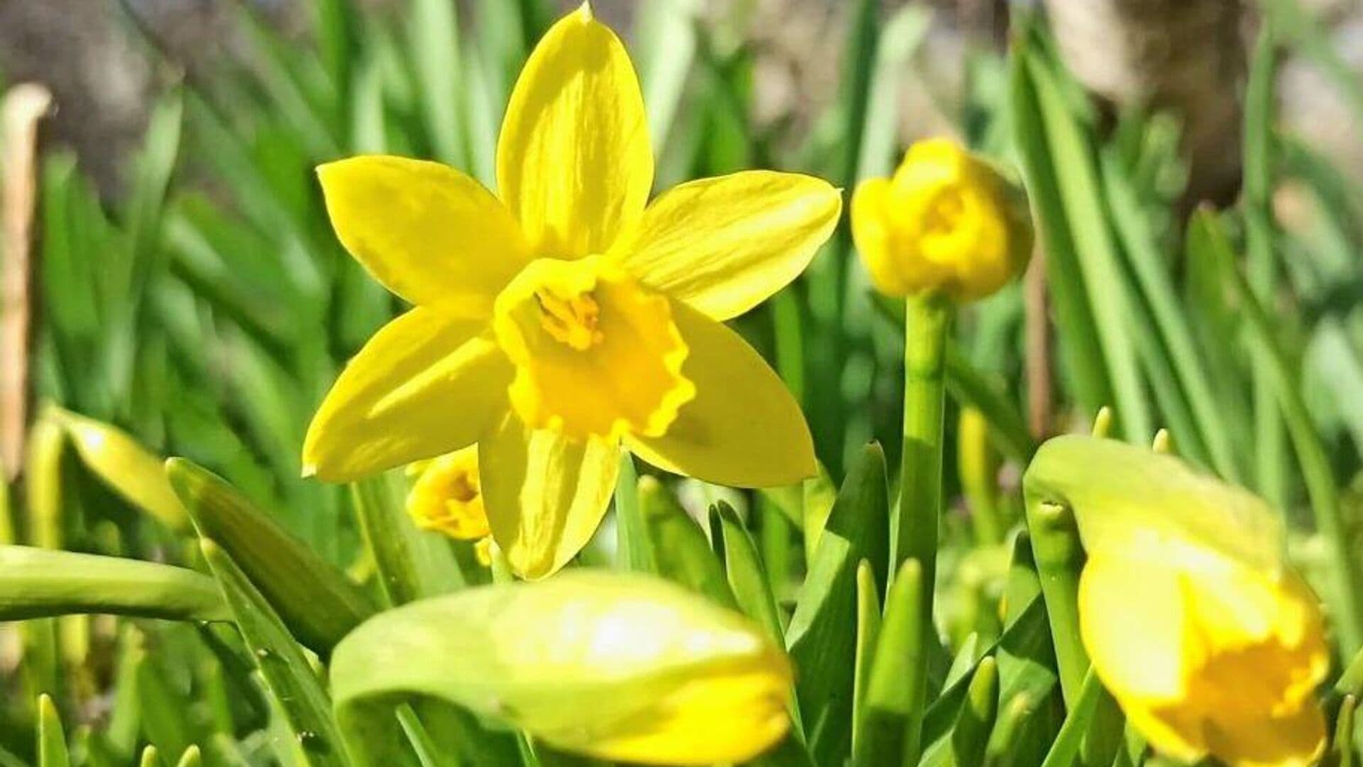 Биолог предупредил о цветах, вызывающих головные боли