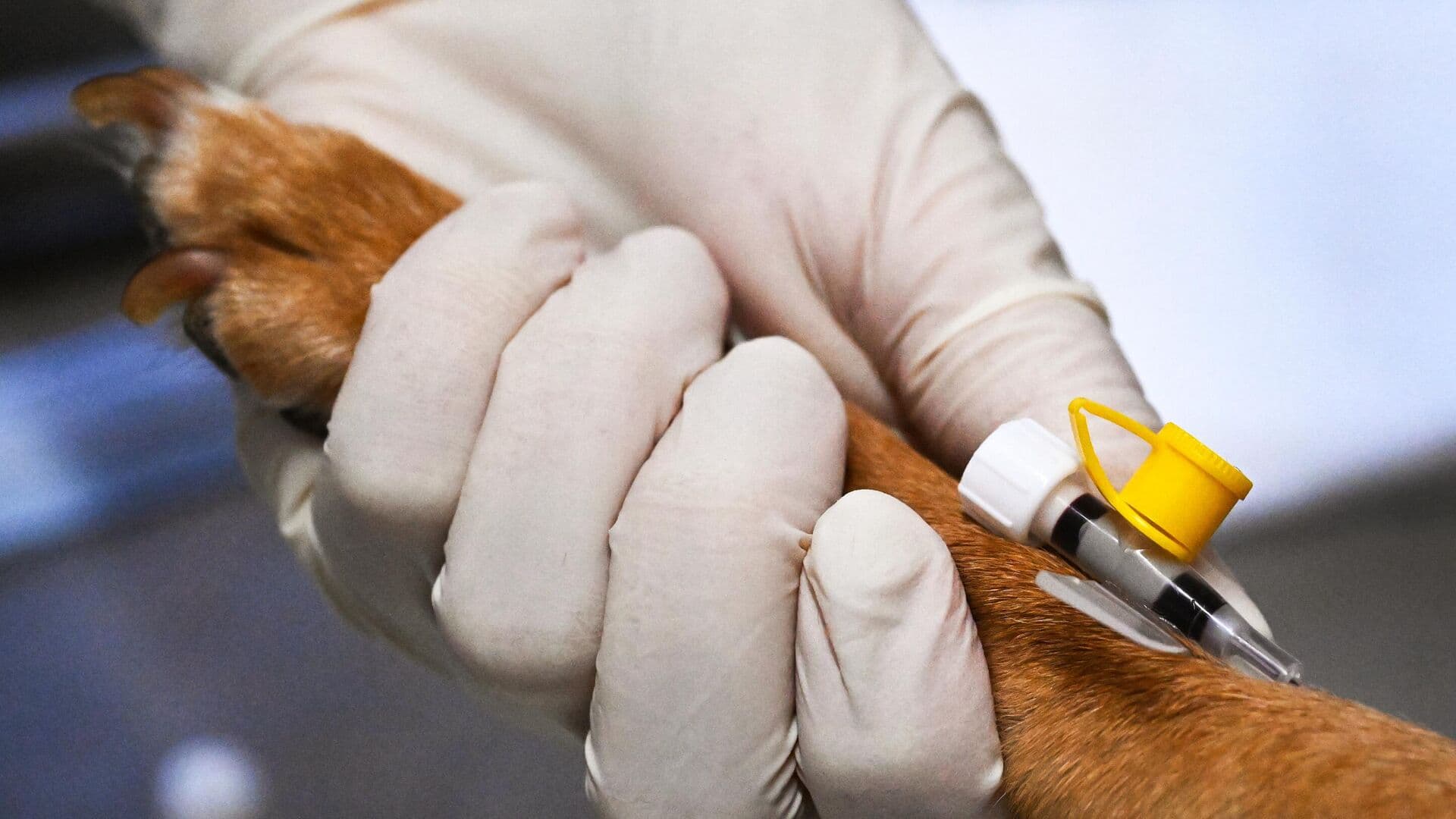 Питомцы могут подцепить инфекцию при таянии снега, предупредила ветеринар