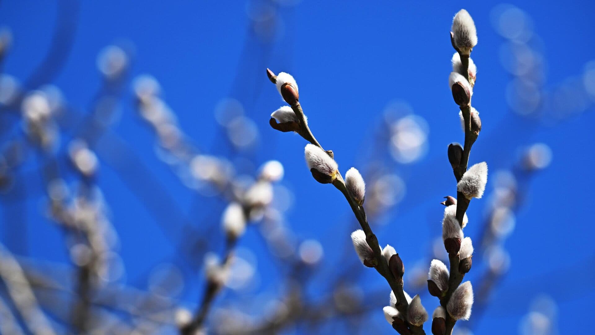 В России начался сезон цветения