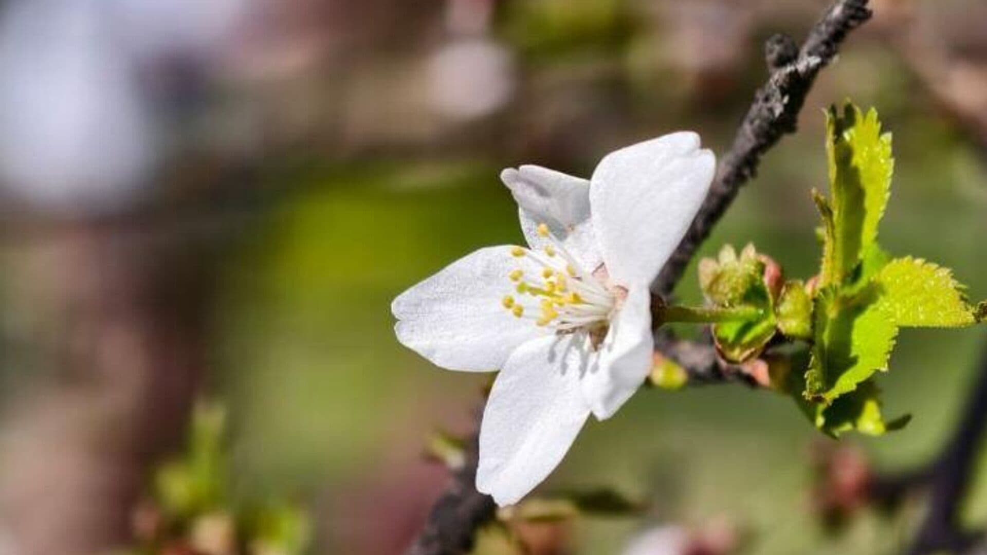 В Аптекарском огороде раскрылись первые цветки сакуры