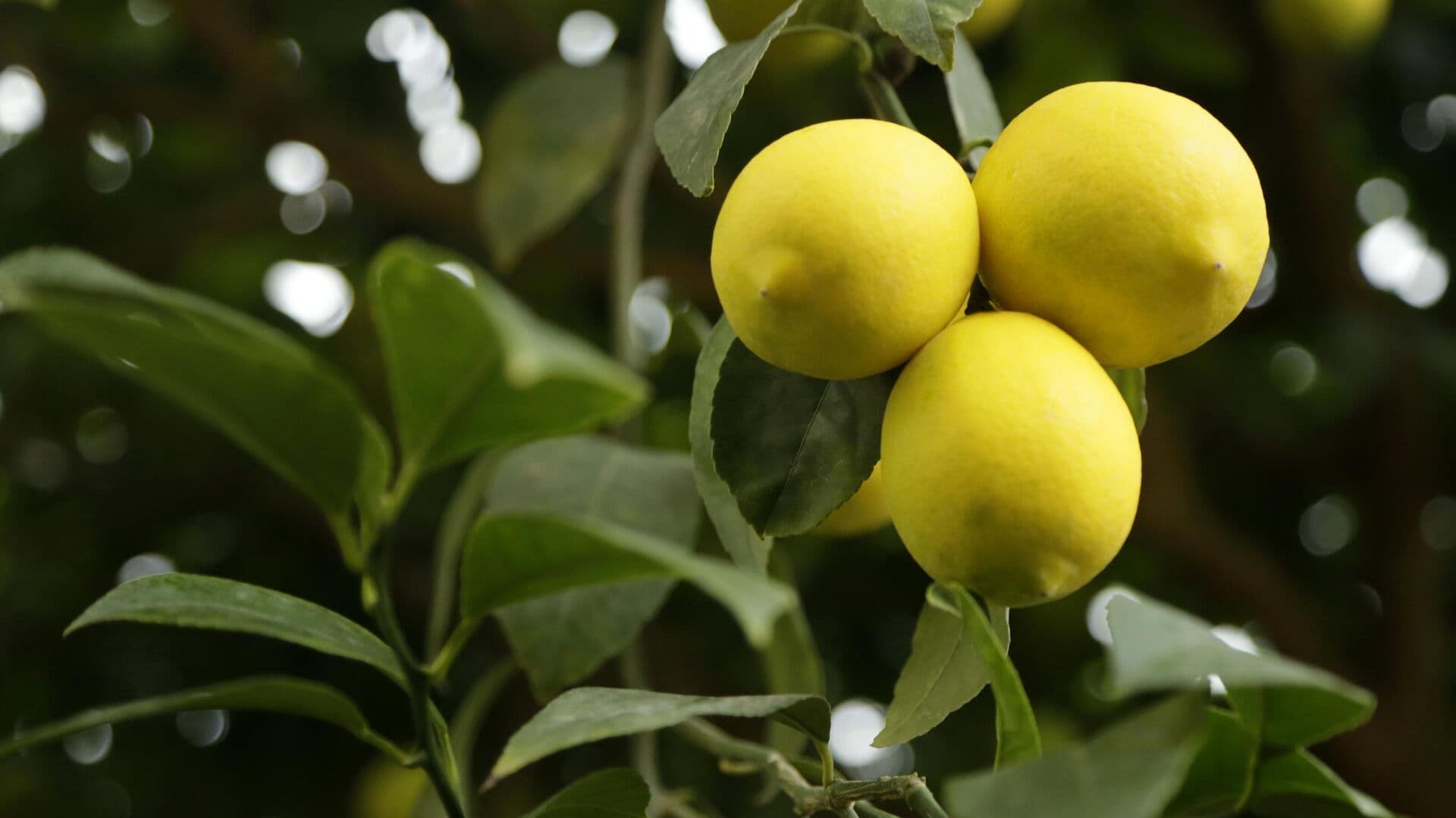 Турция в прошлом году нарастила поставки лимонов в Россию до максимума