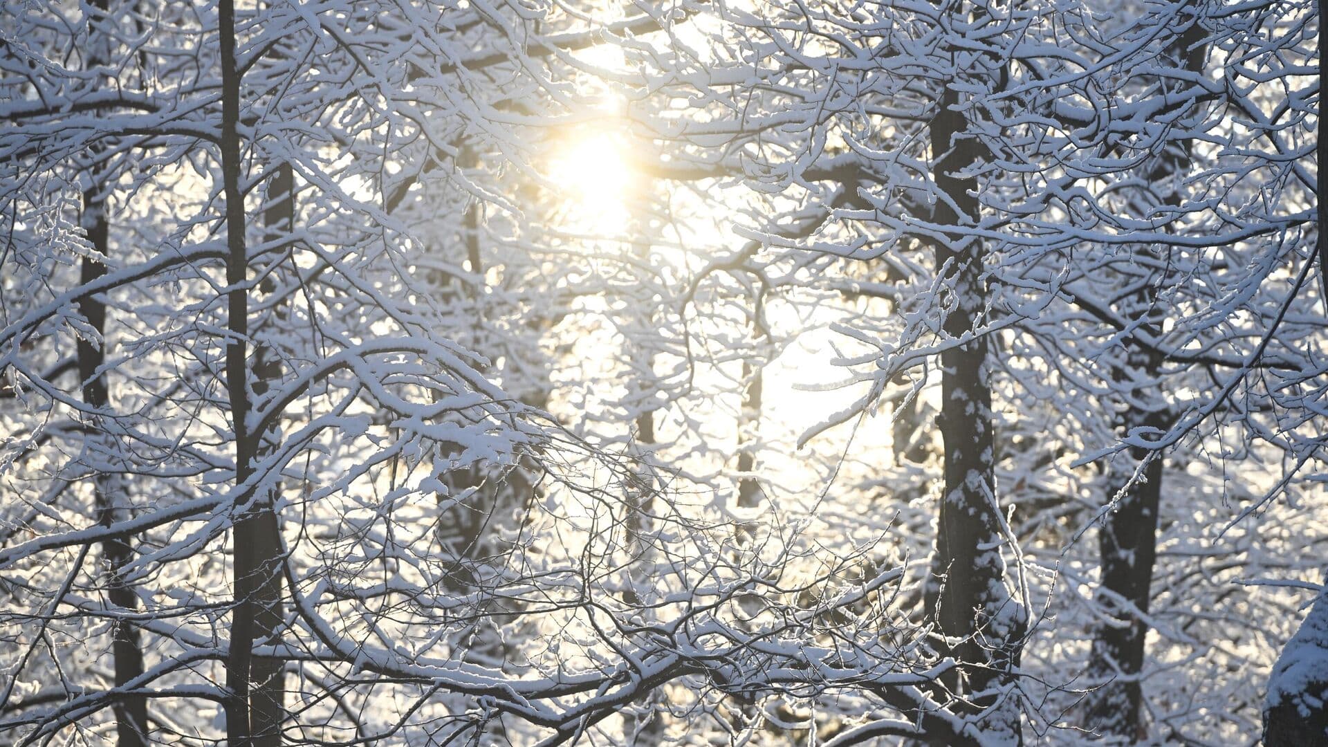 Биолог рассказал, как снежная зима повлияла на животных