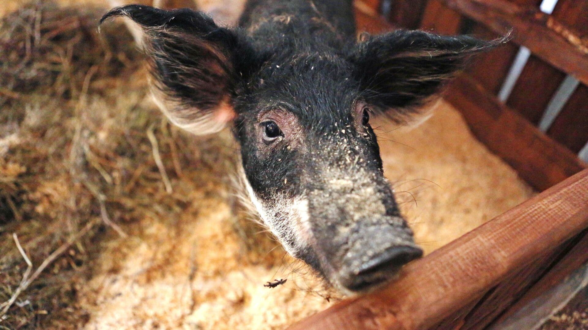 В пригороде Кишинева зарегистрировали новую вспышку африканской чумы свиней
