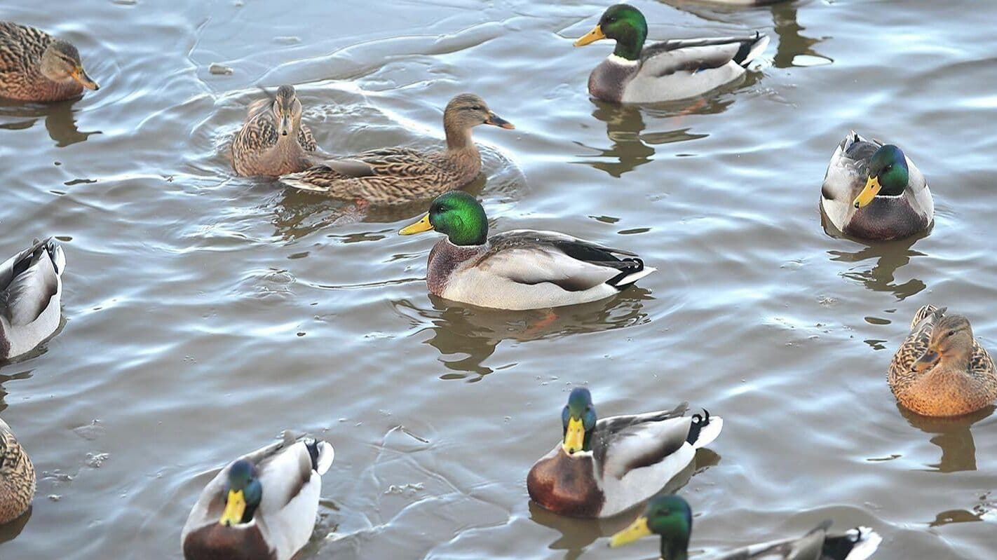 Ученый рассказал, почему нельзя кормить уток хлебом