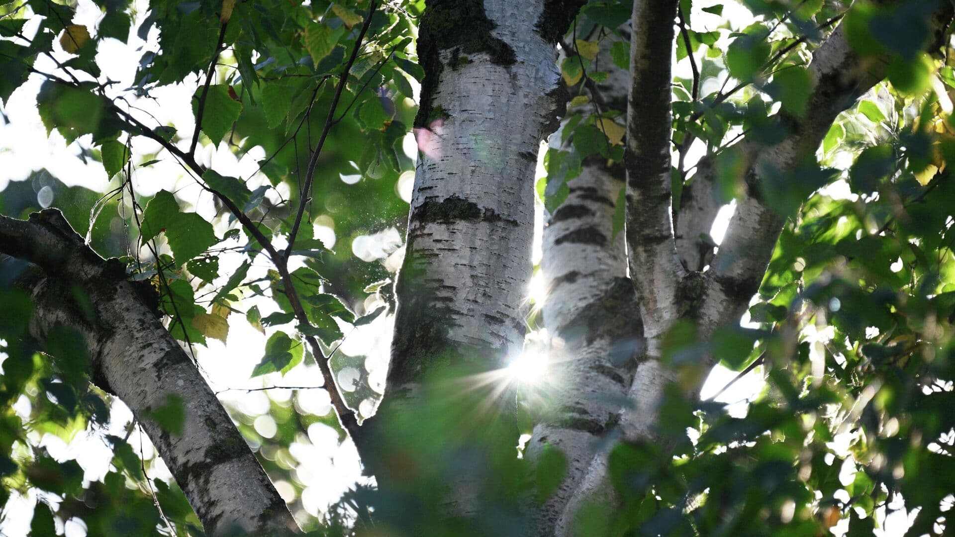 Москвичам рассказали, когда на деревьях появятся листья