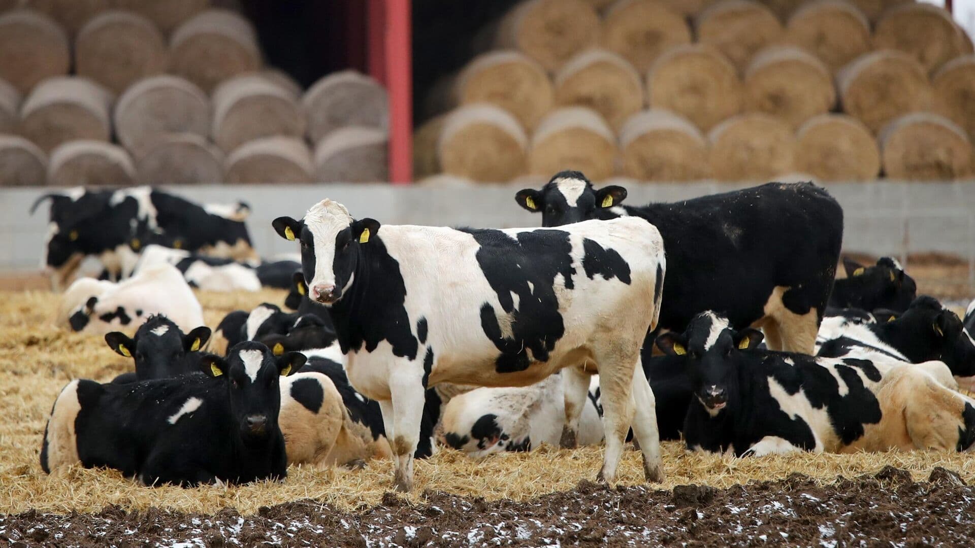 Пострадавшим от пастереллеза в Новосибирской области выделили помощь