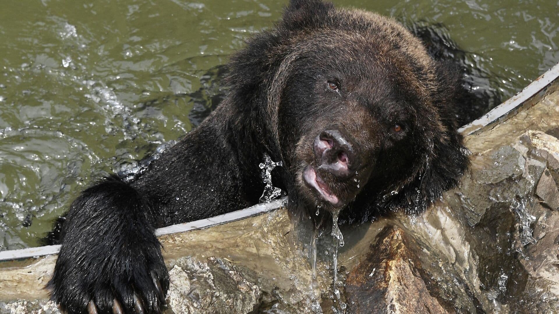 Биолог рассказал, что нельзя делать при встрече с медведем