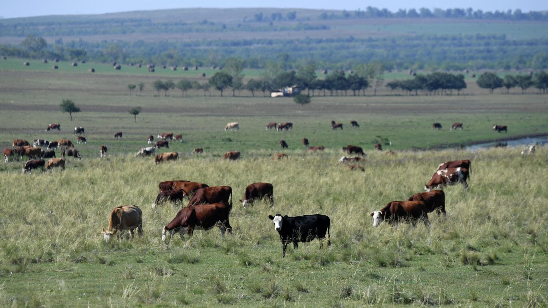 В Приморье автомобиль врезался в стадо коров
