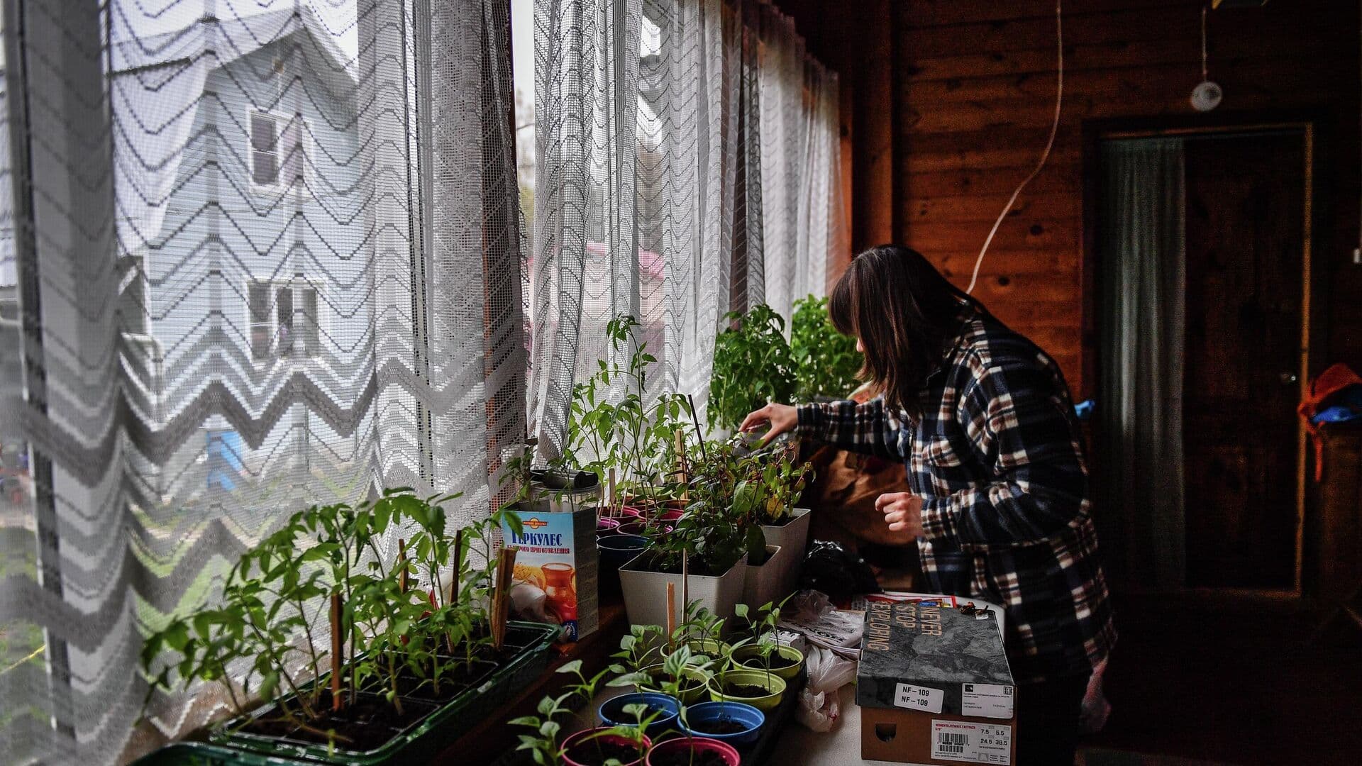 Дачников предупредили, как распознать фейковые растения на маркетплейсах