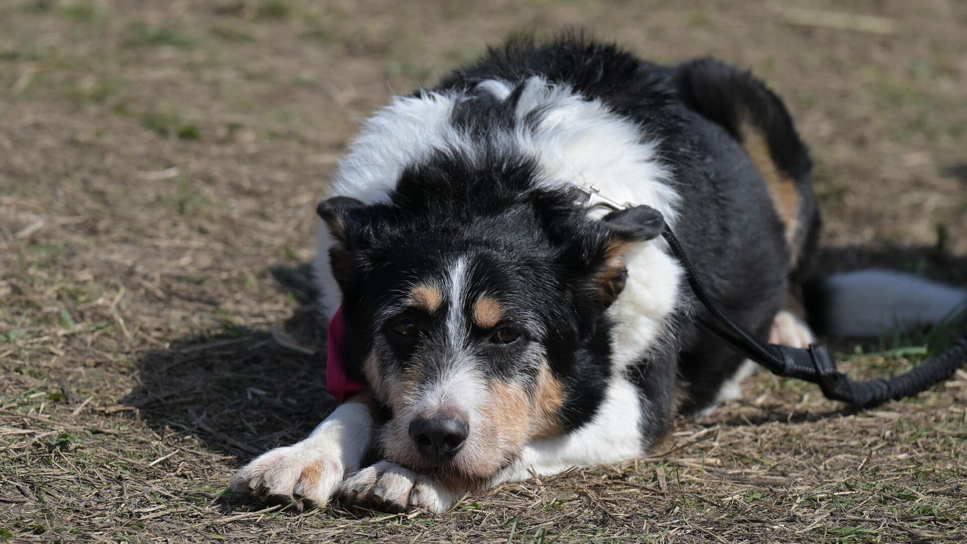 Названы породы собак, которые убегают от хозяев чаще других