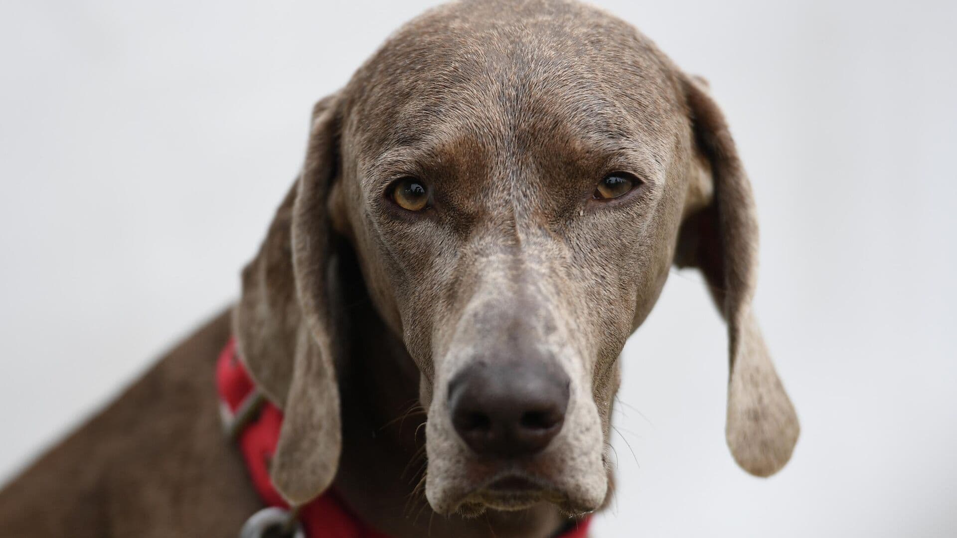 Ветврач объяснила, почему у собак не бывает клинического авитаминоза