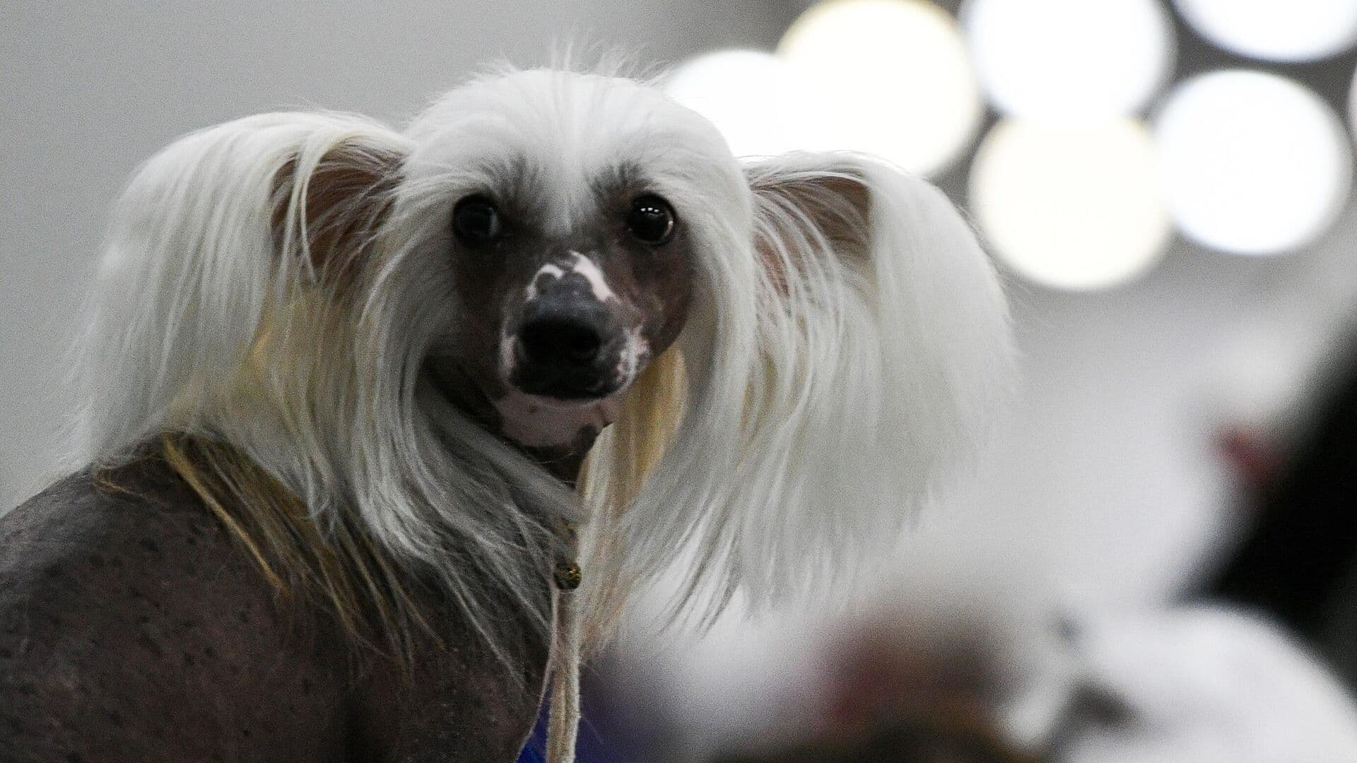 Кинолог рассказал об опасности пасхальных угощений для собаки