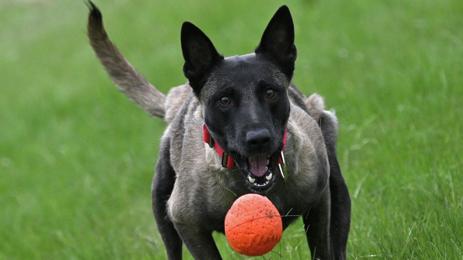 Кинолог объяснил, почему собаки могут чувствовать боль человека