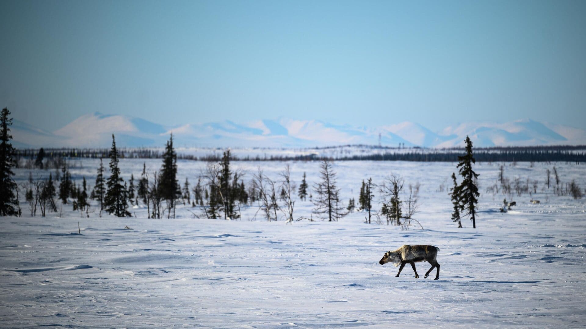 Названо число северных оленей в России