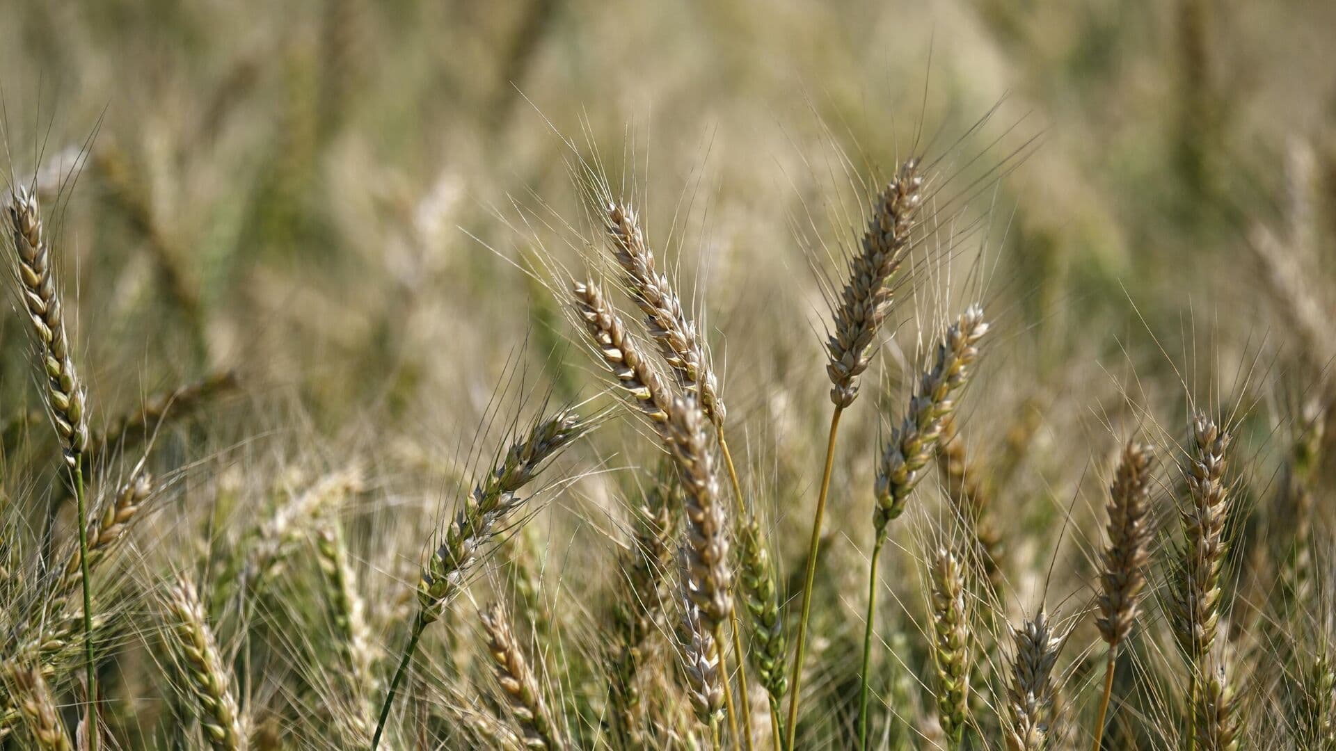 Россия в 2026 году нарастила экспорт аграрной продукции, заявил Патрушев