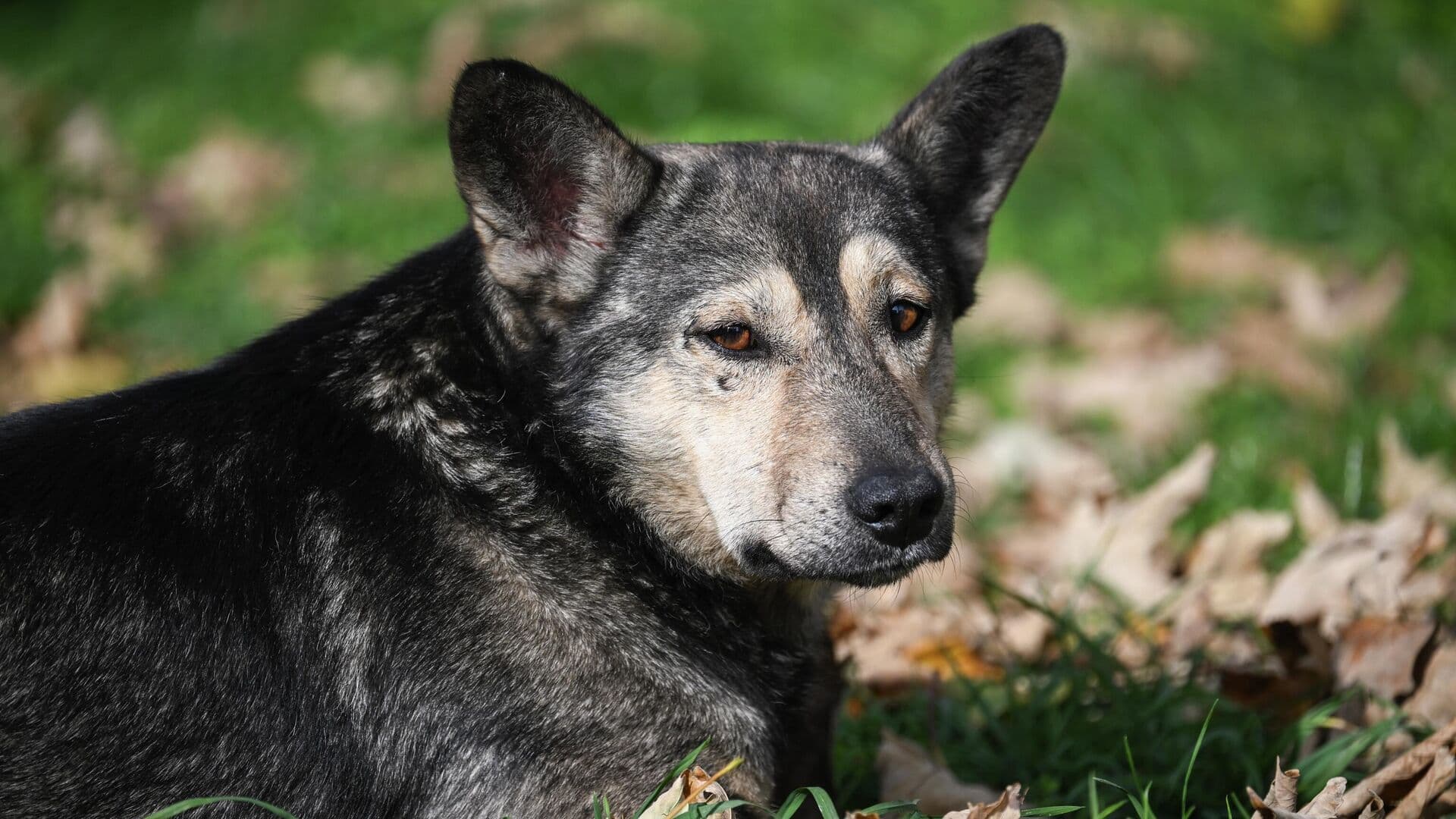 В Москве нашли пропавшую собаку, которая попала под машину на МКАД