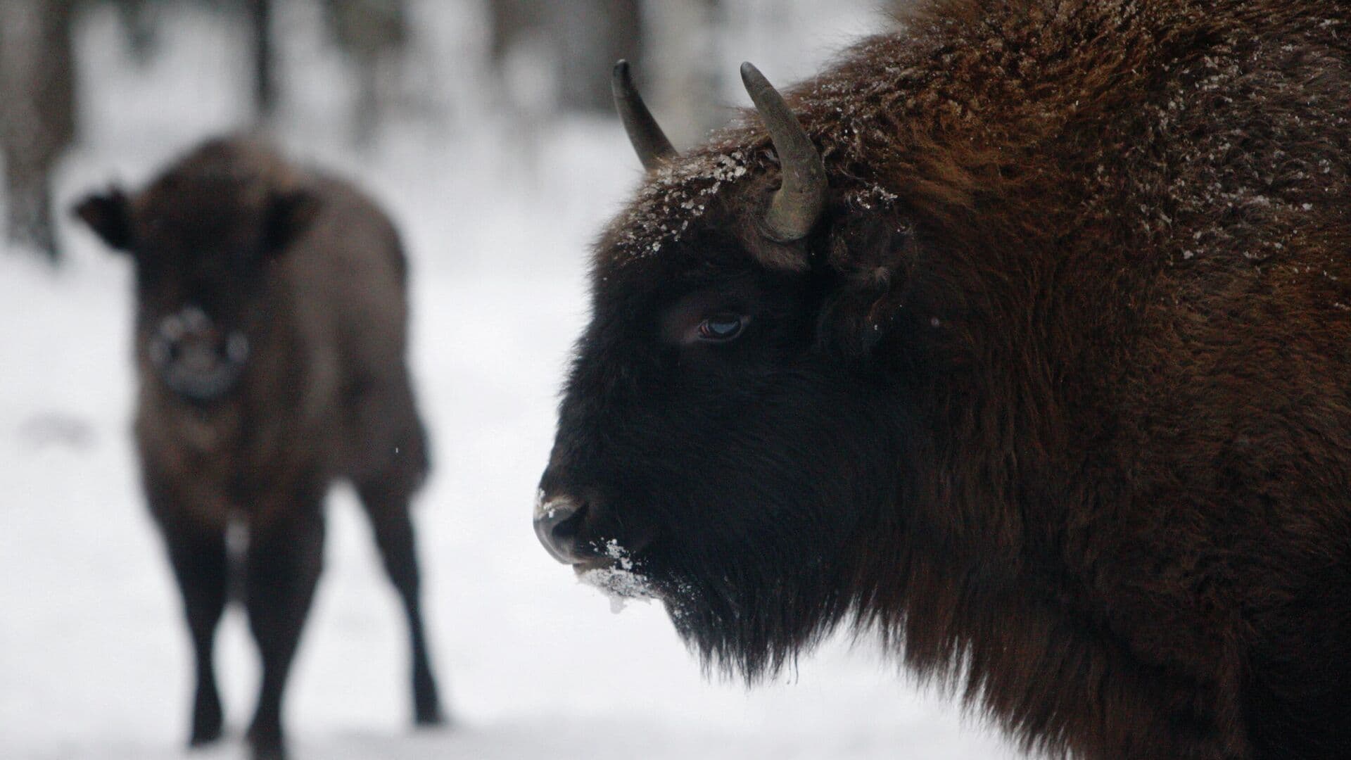 В Польше поезд врезался в стадо зубров