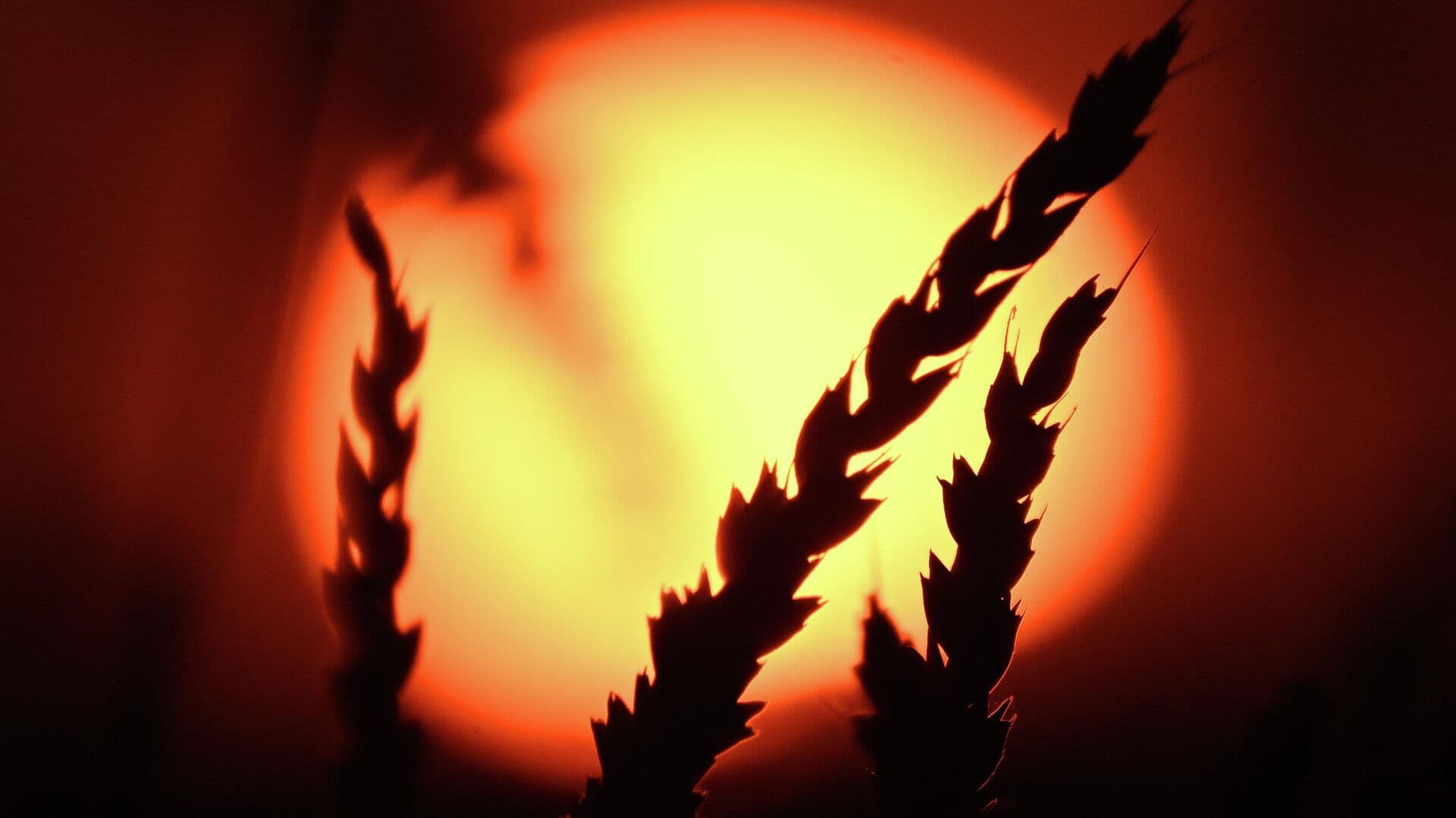 Правительство утвердило дополнительную квоту на вывоз зерновых