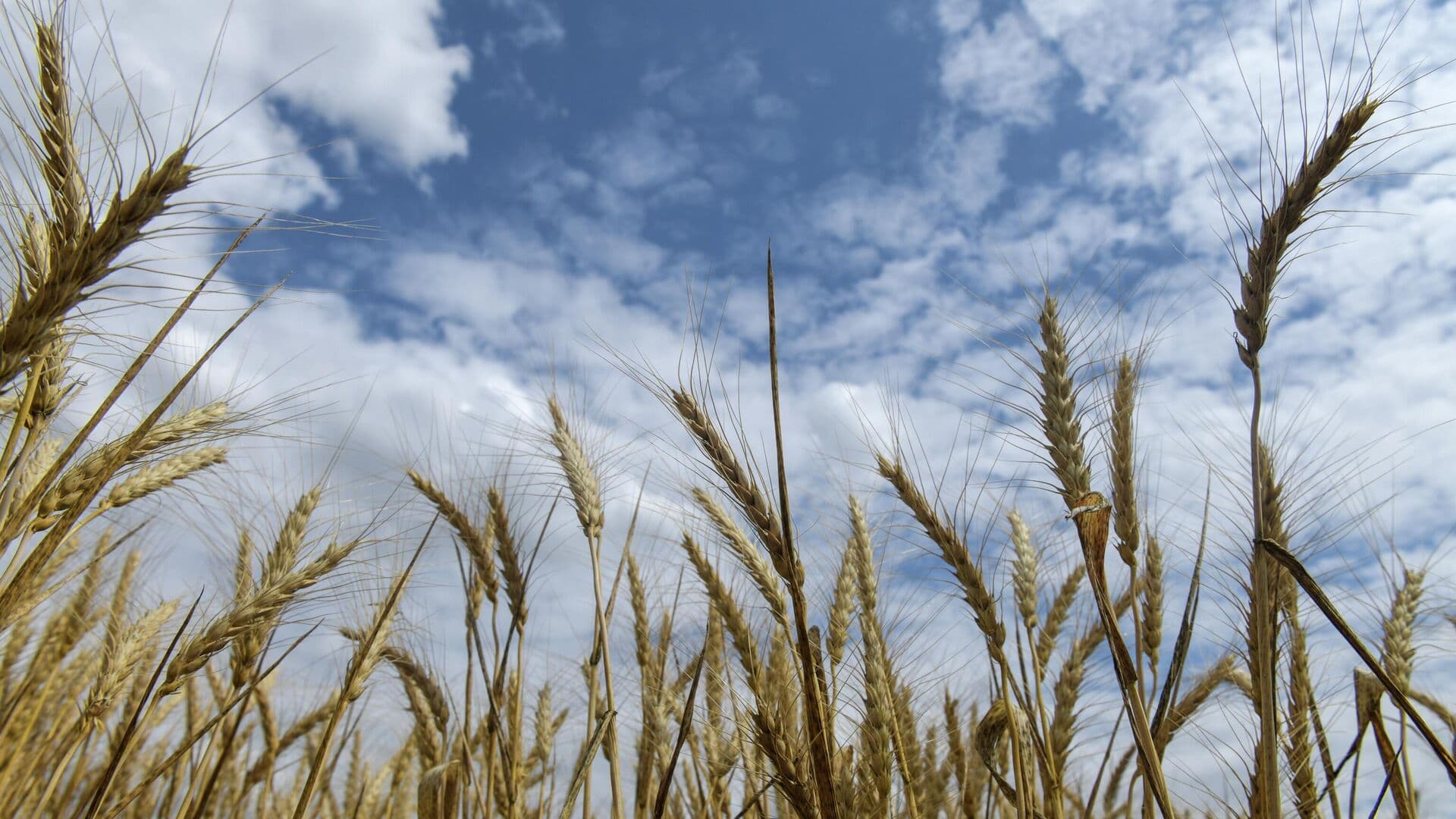 На Куликовом поле впервые вырастят "историческое" зерно