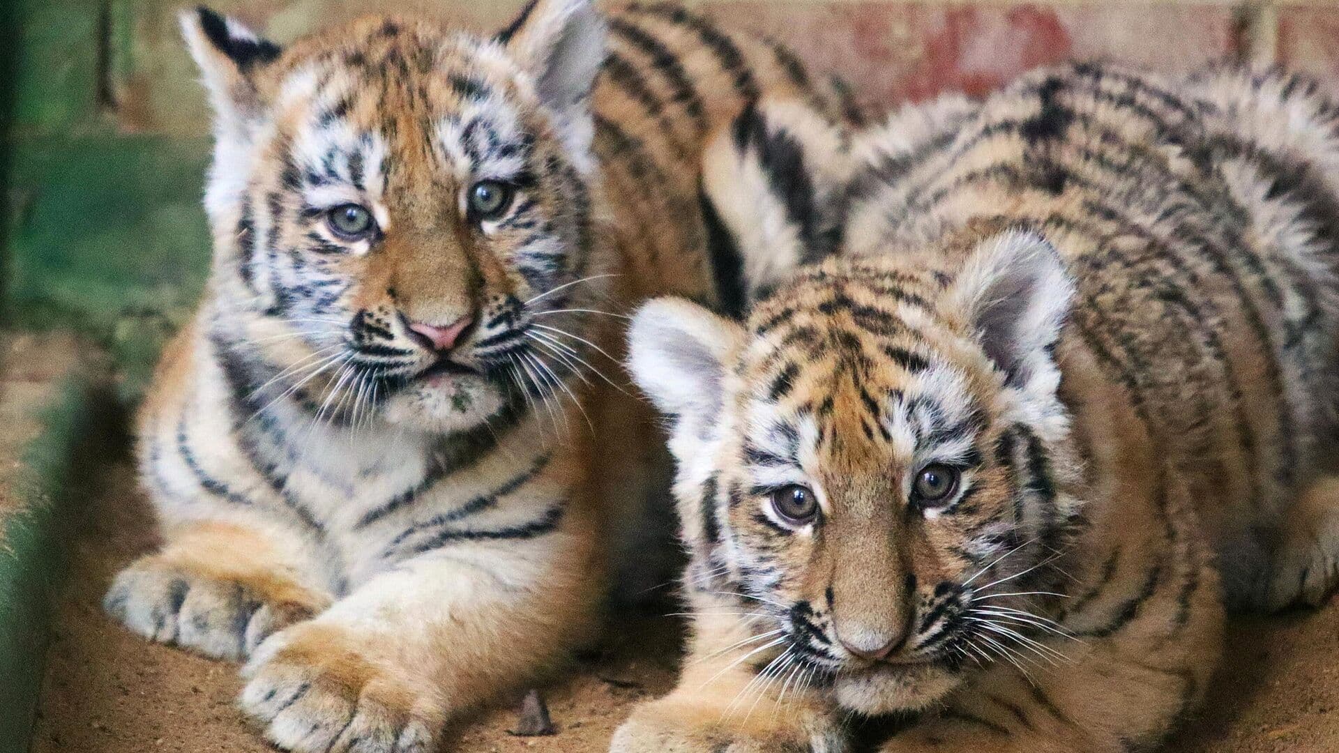 В Приморье показали драку тигренка и травинки