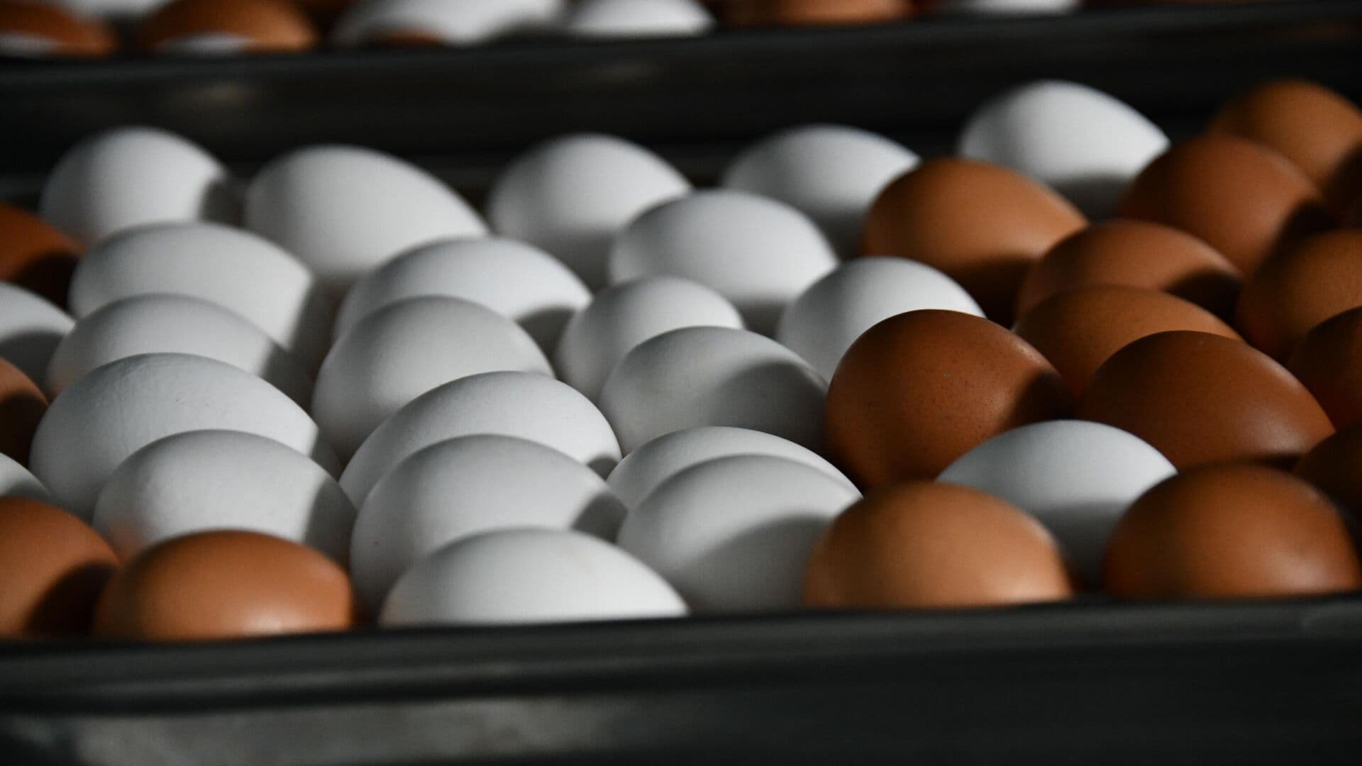 Чехия впервые за долгое время ввезла куриные яйца из России