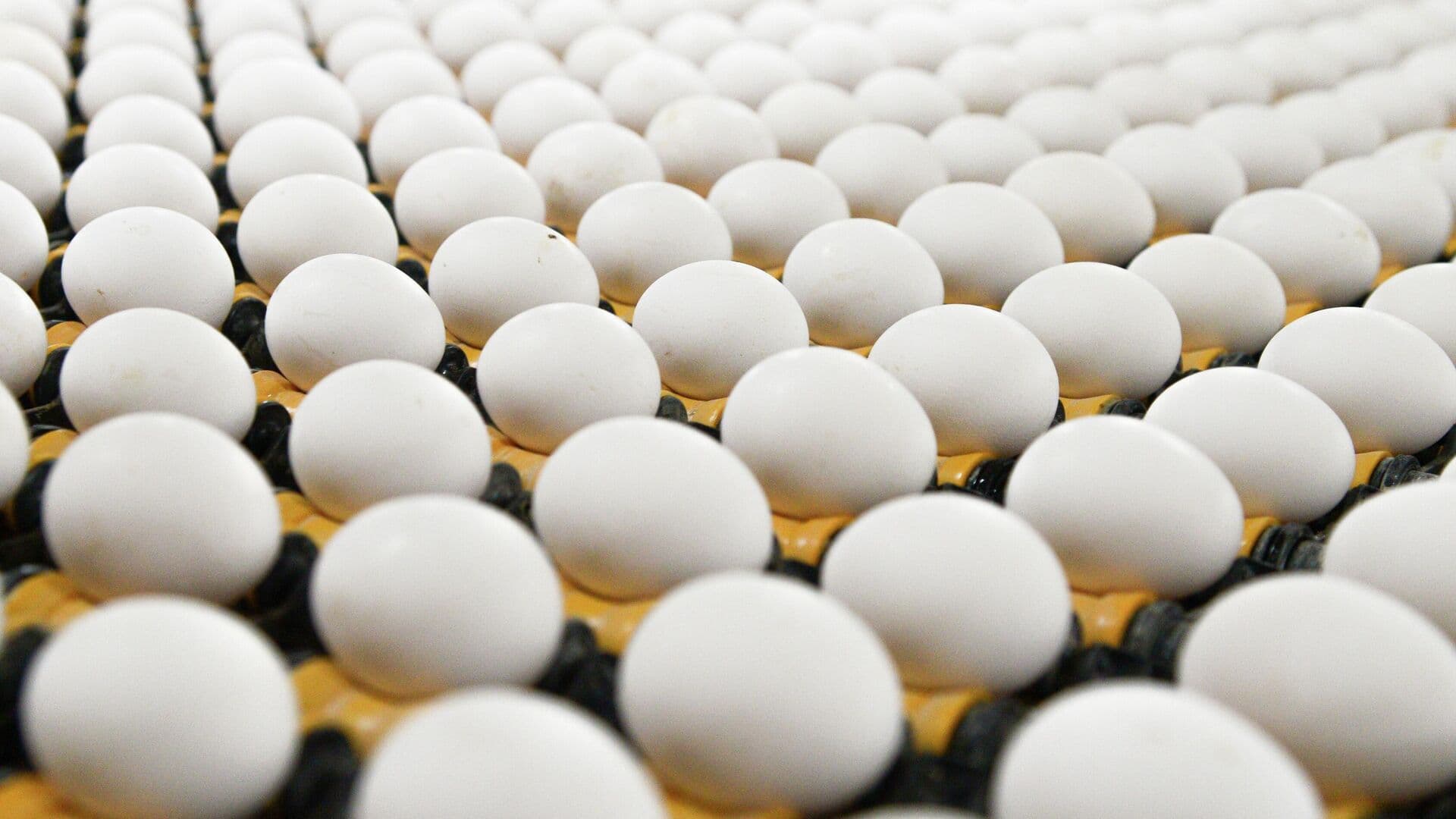 Названы регионы России с самыми дешевыми куриными яйцами