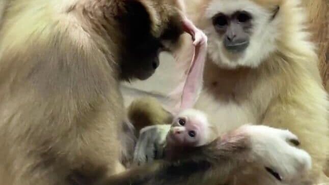 У пары белоруких гиббонов в Ленинградском зоопарке родился детеныш