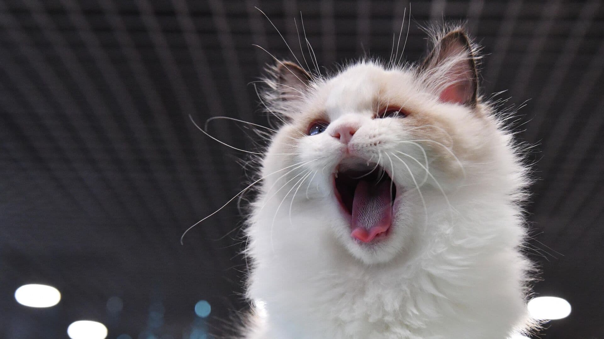 Ветврач рассказала, как помочь питомцу во время линьки