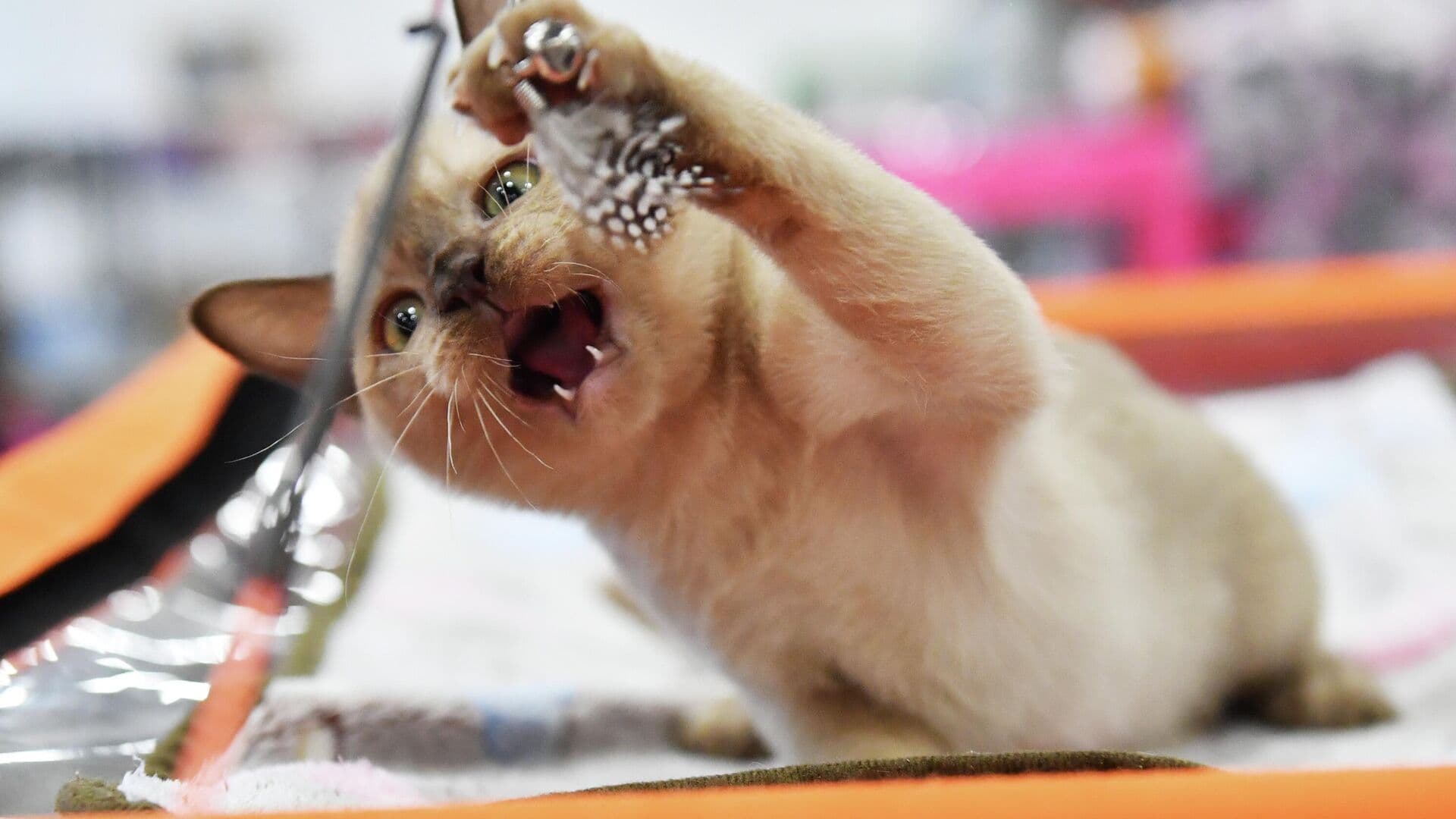 Зоопсихолог объяснила смену поведения питомцев весной