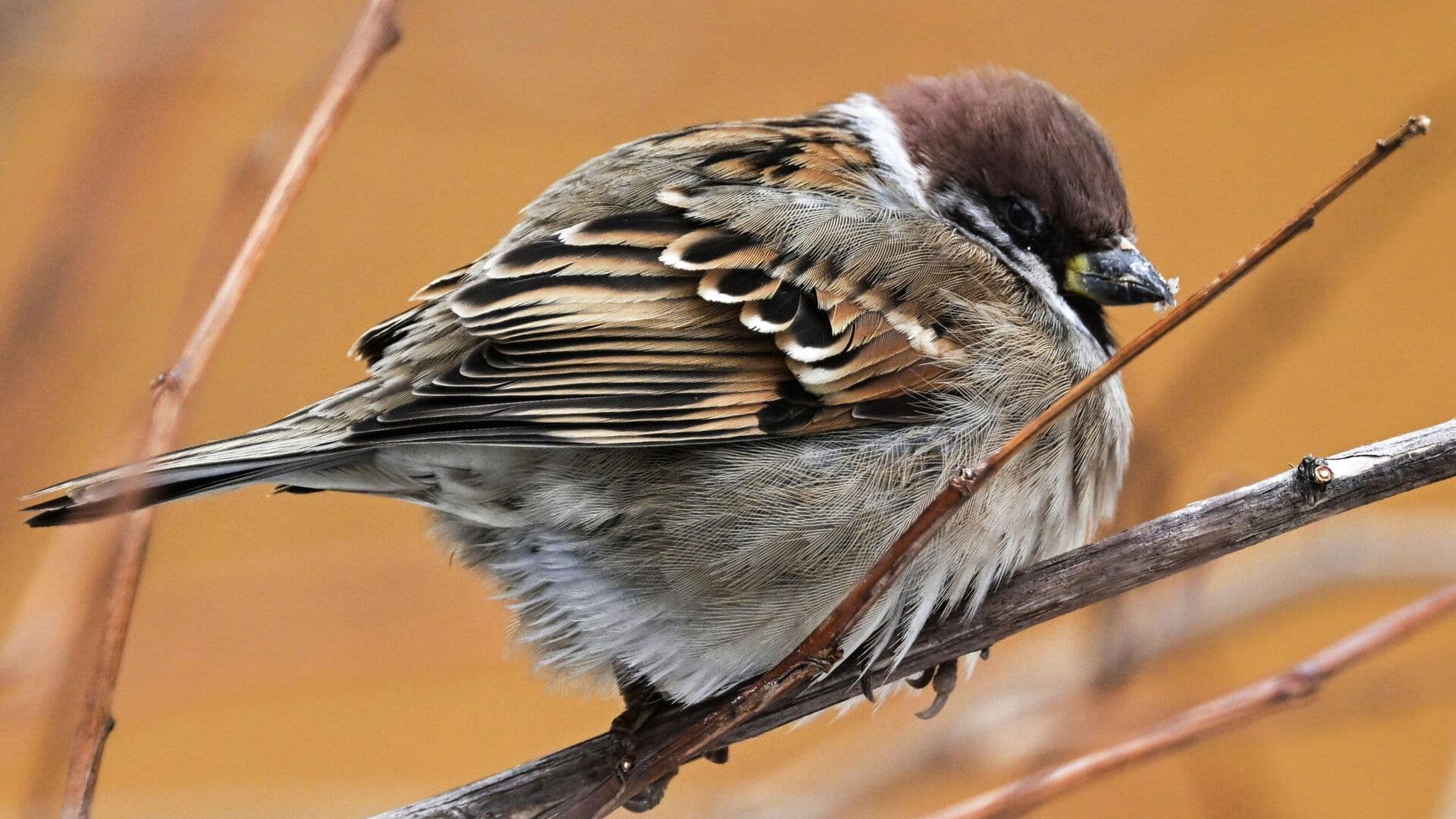 Биолог объяснила, почему воробьи толстеют в городской среде