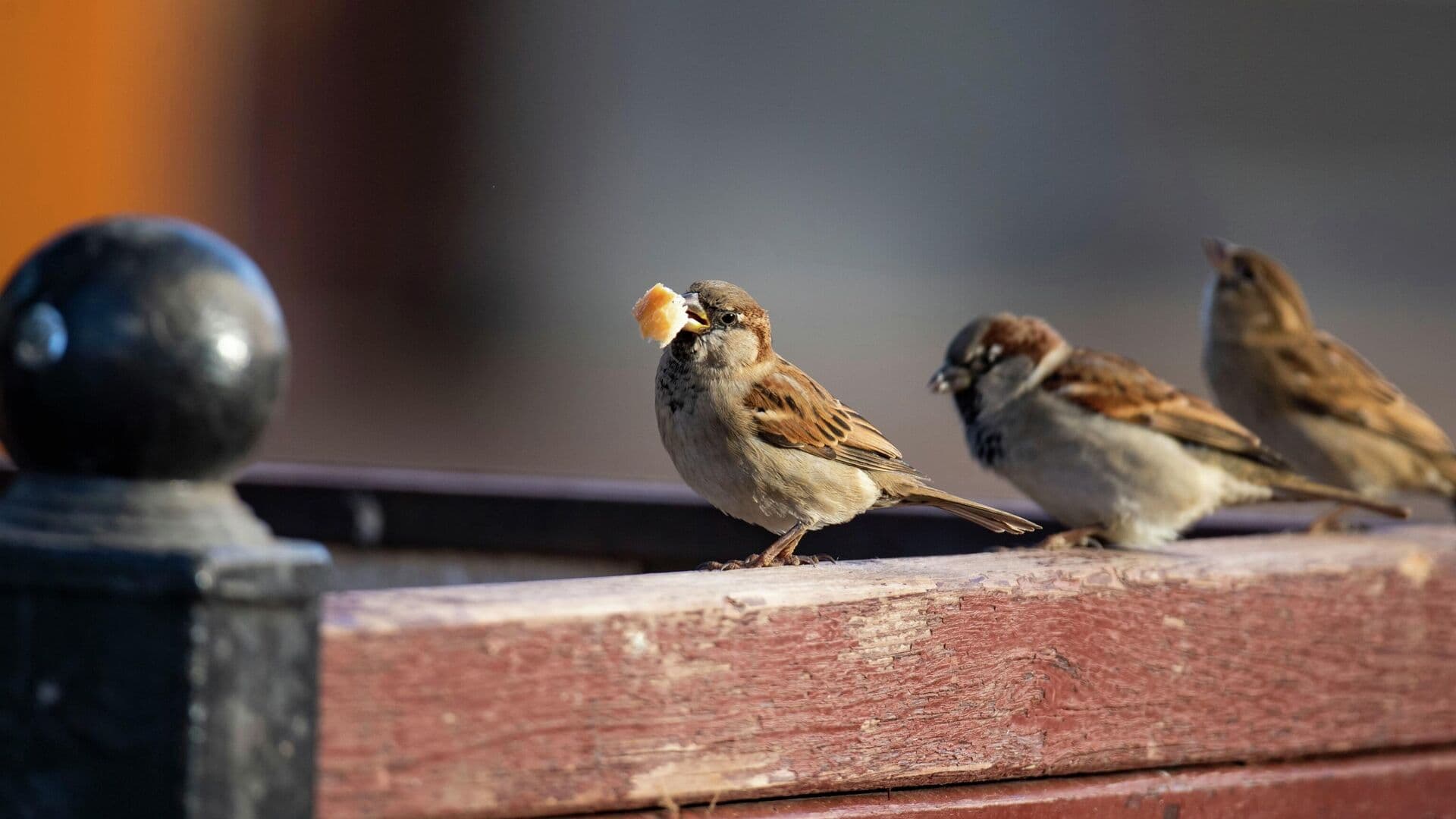 Ученый рассказал, чем можно кормить птиц